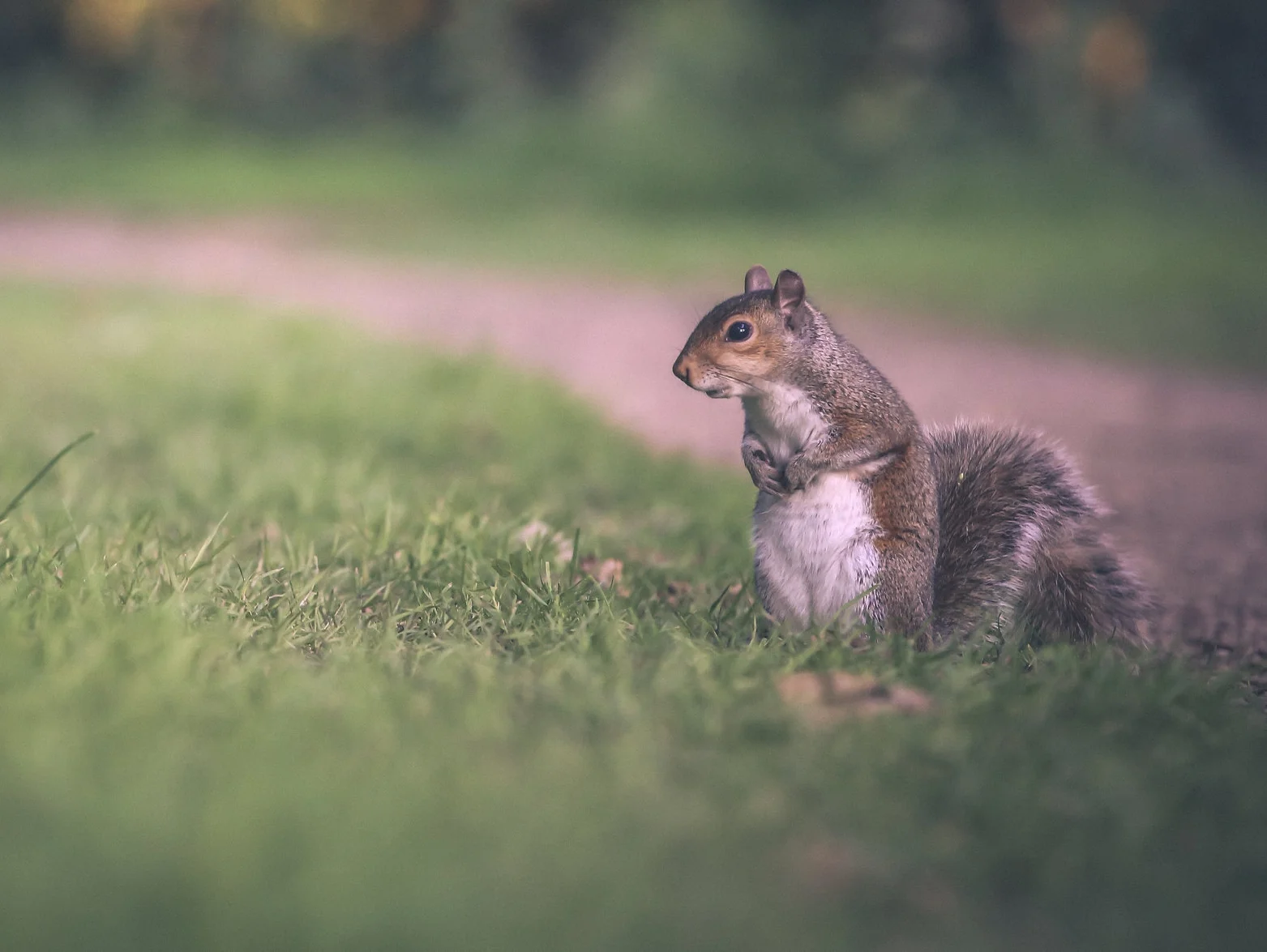 add-squirrel-executive-functions.jpg