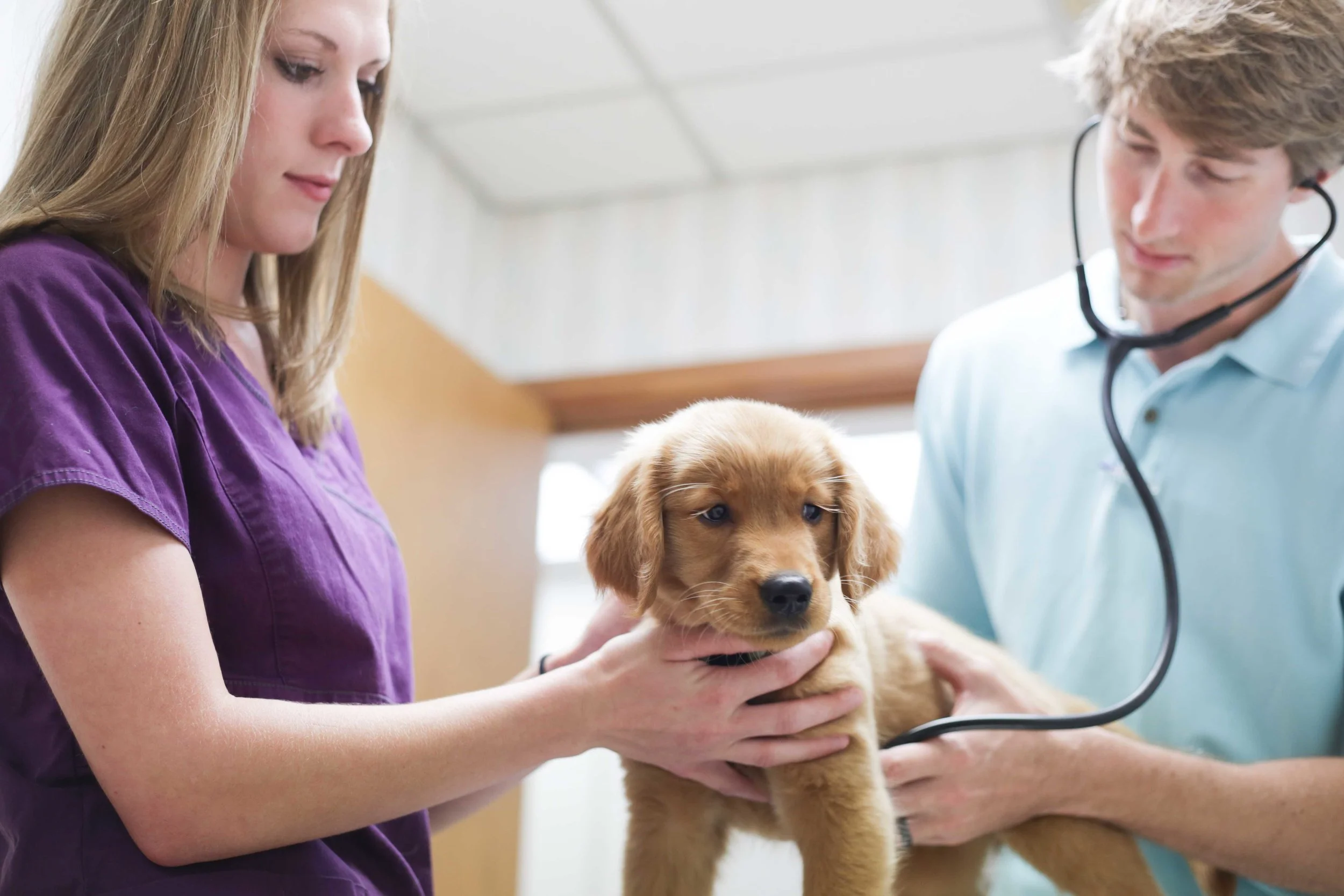 pet clinic of rocky mount