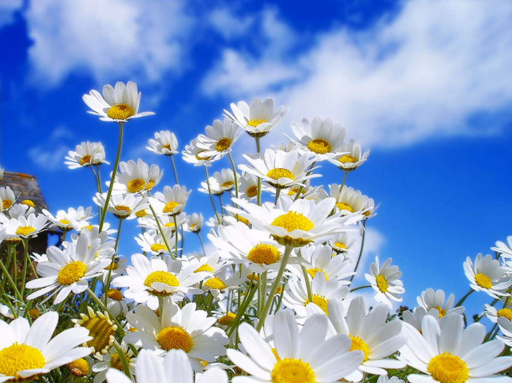 Emerge Into Spring - Class 1 of 6