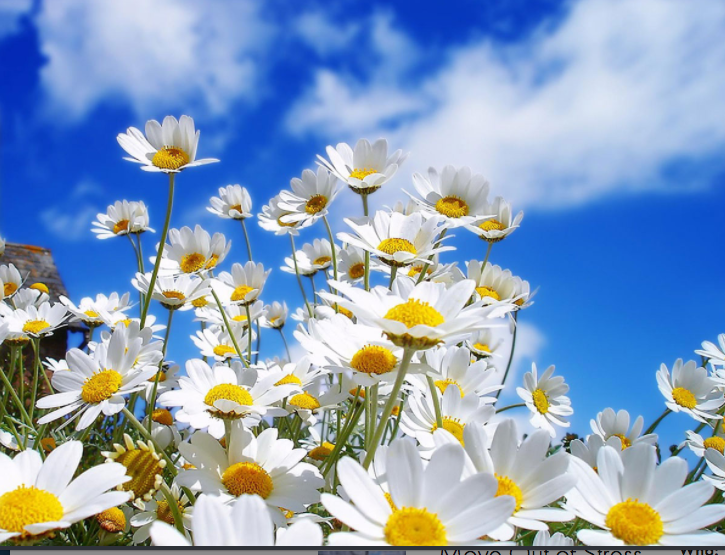Emerge Into Spring - Class 4 of 6