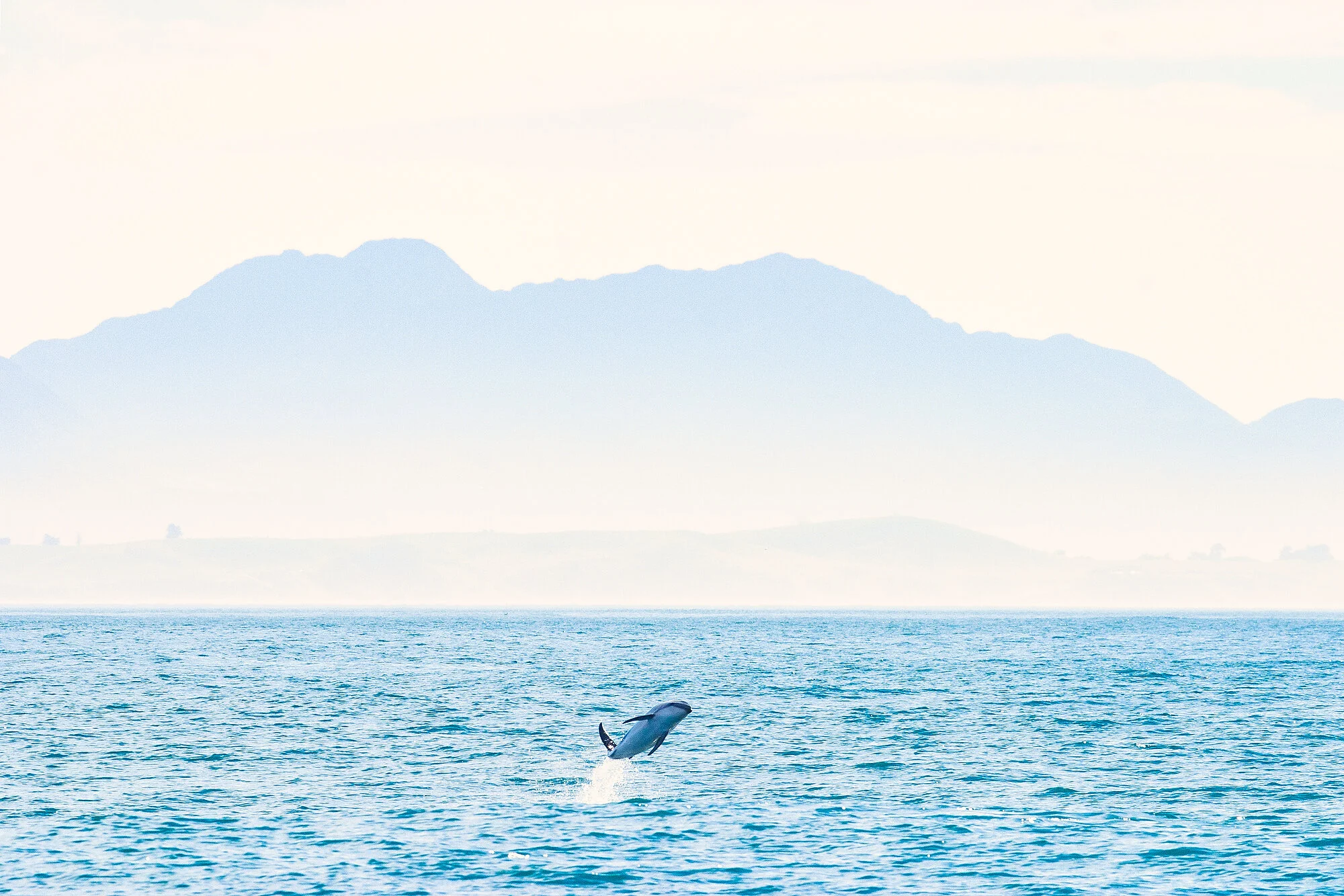 BirdsandWildlife0018.JPG