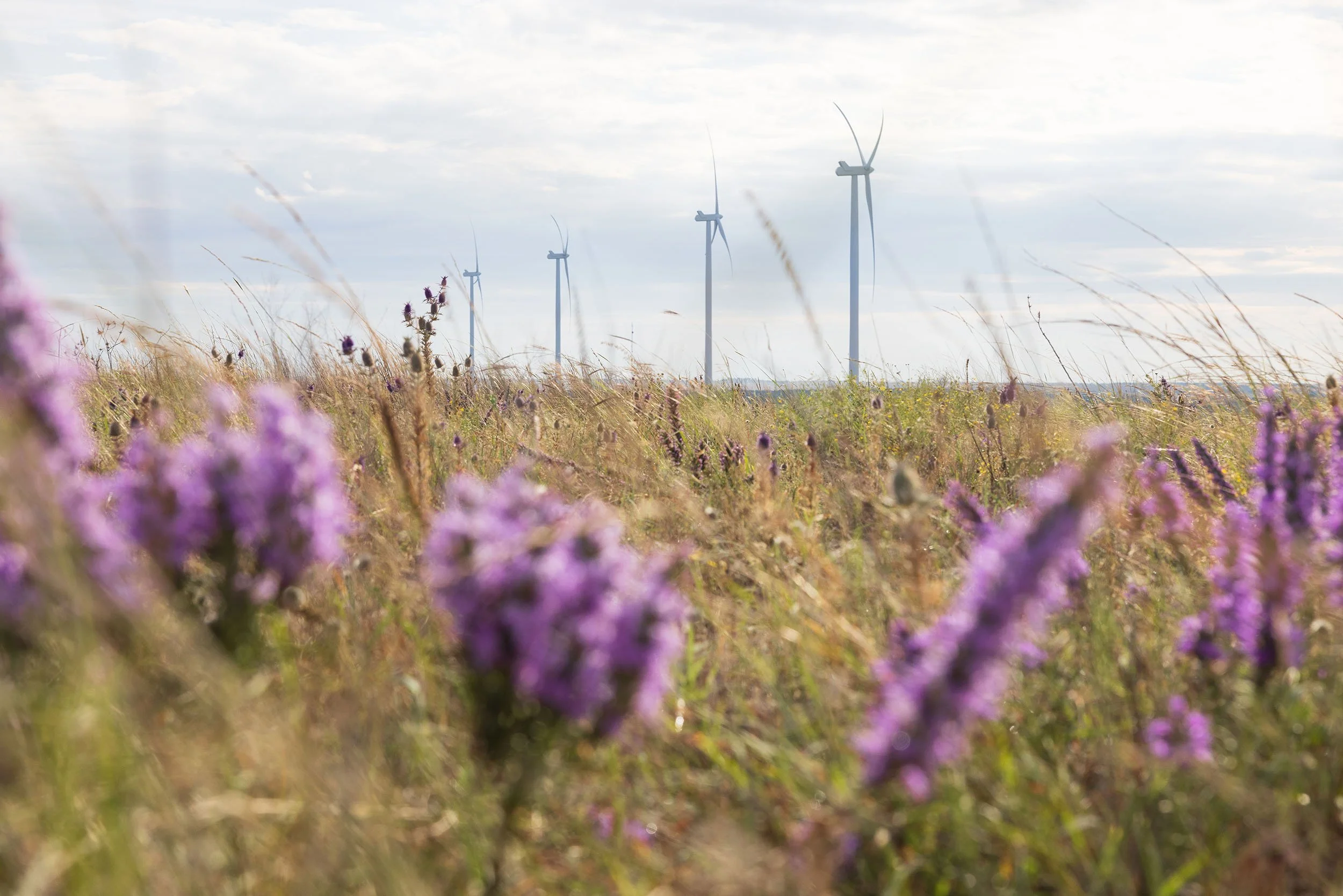 windfarm-texas.jpg