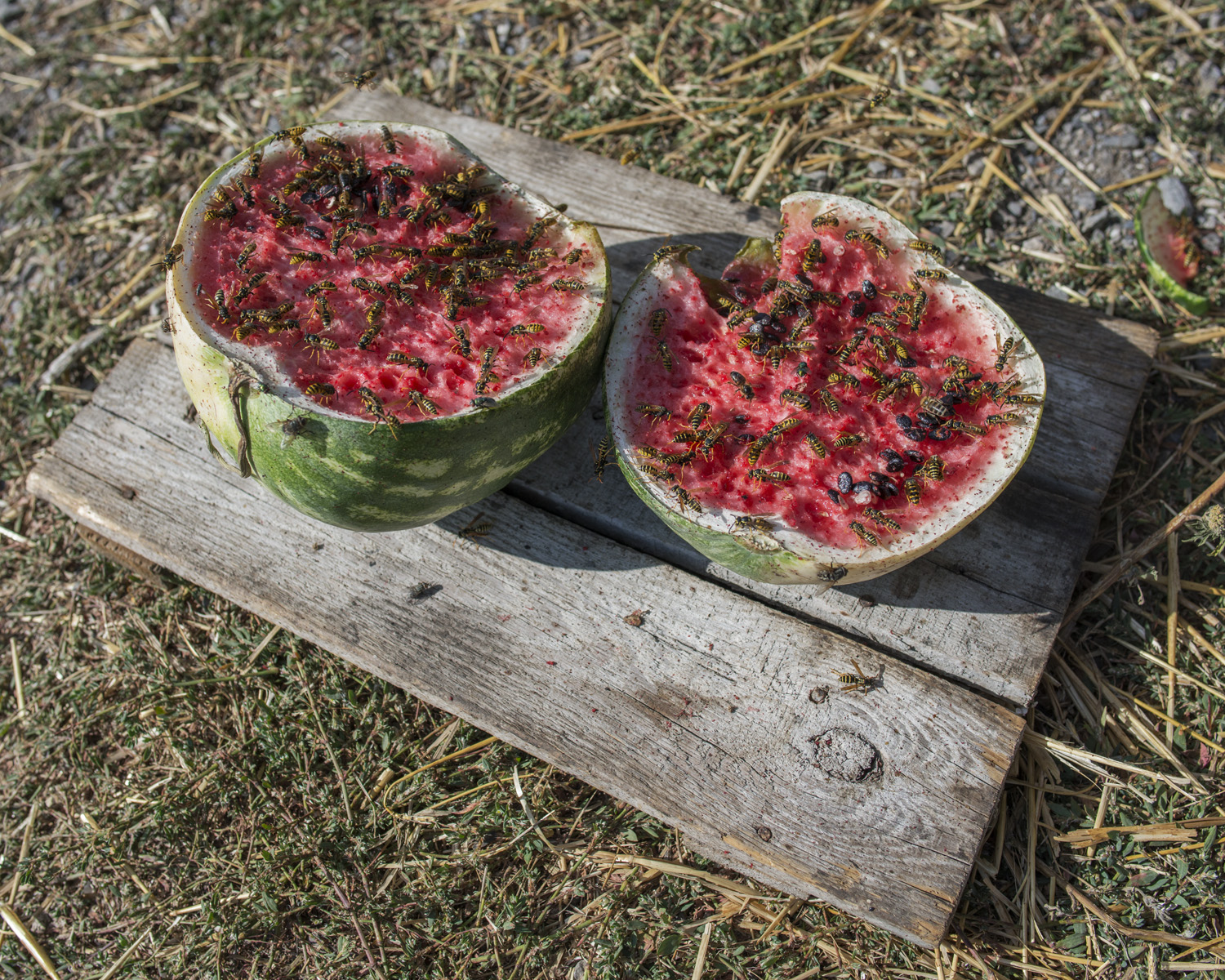  A watermelon sits split in half by the side of the road.&nbsp;  "Why should I support the soldiers? They are somebody's children but the other side are also somebody's children. I want to cry." 