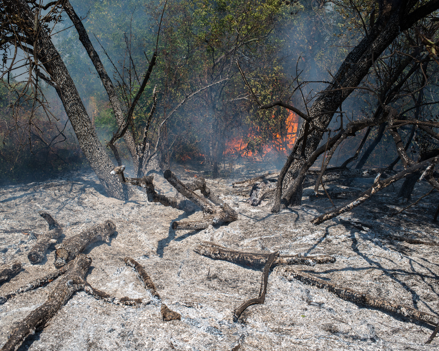 A forest fire near the frontline in east Ukraine.