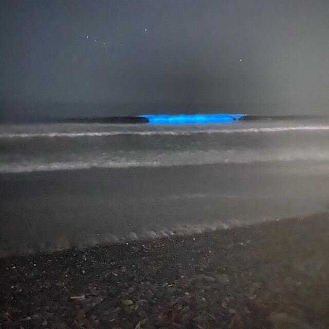A red tide caused by a rather large rain storm a few weeks ago has created a bioluminescent phenomenon at the local beach. I spent the dark part of the evening watching the waves break into a vibrant blue of electric light. The whole time I watched I