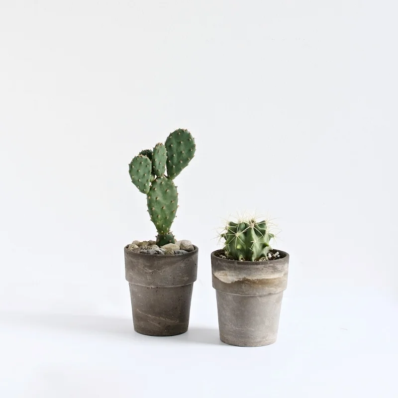 Simple terracotta planters look good with any plants. $3 for both.