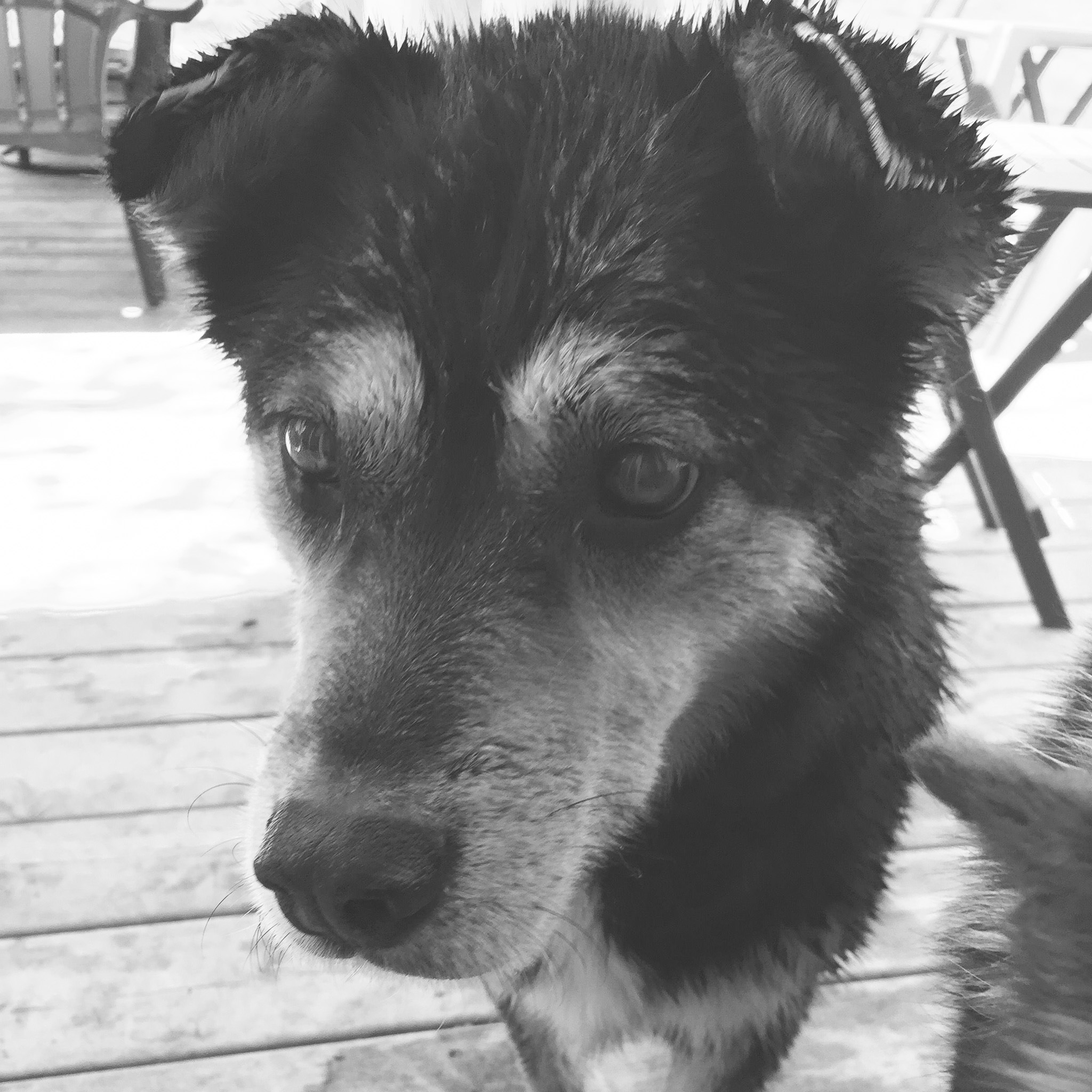 Libby Stewart RIP Sept. 2003 - Oct. 28th 2015