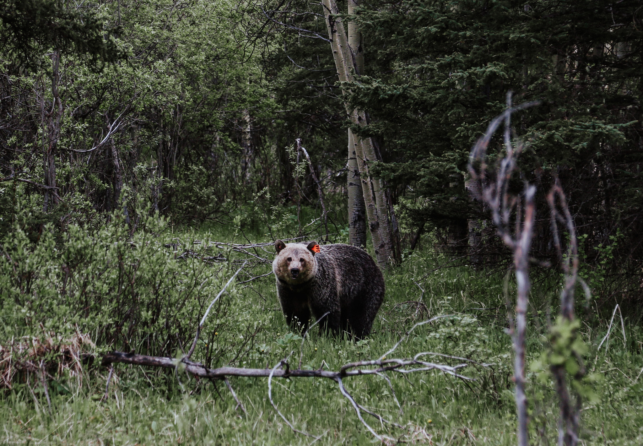 Grizzly Bear