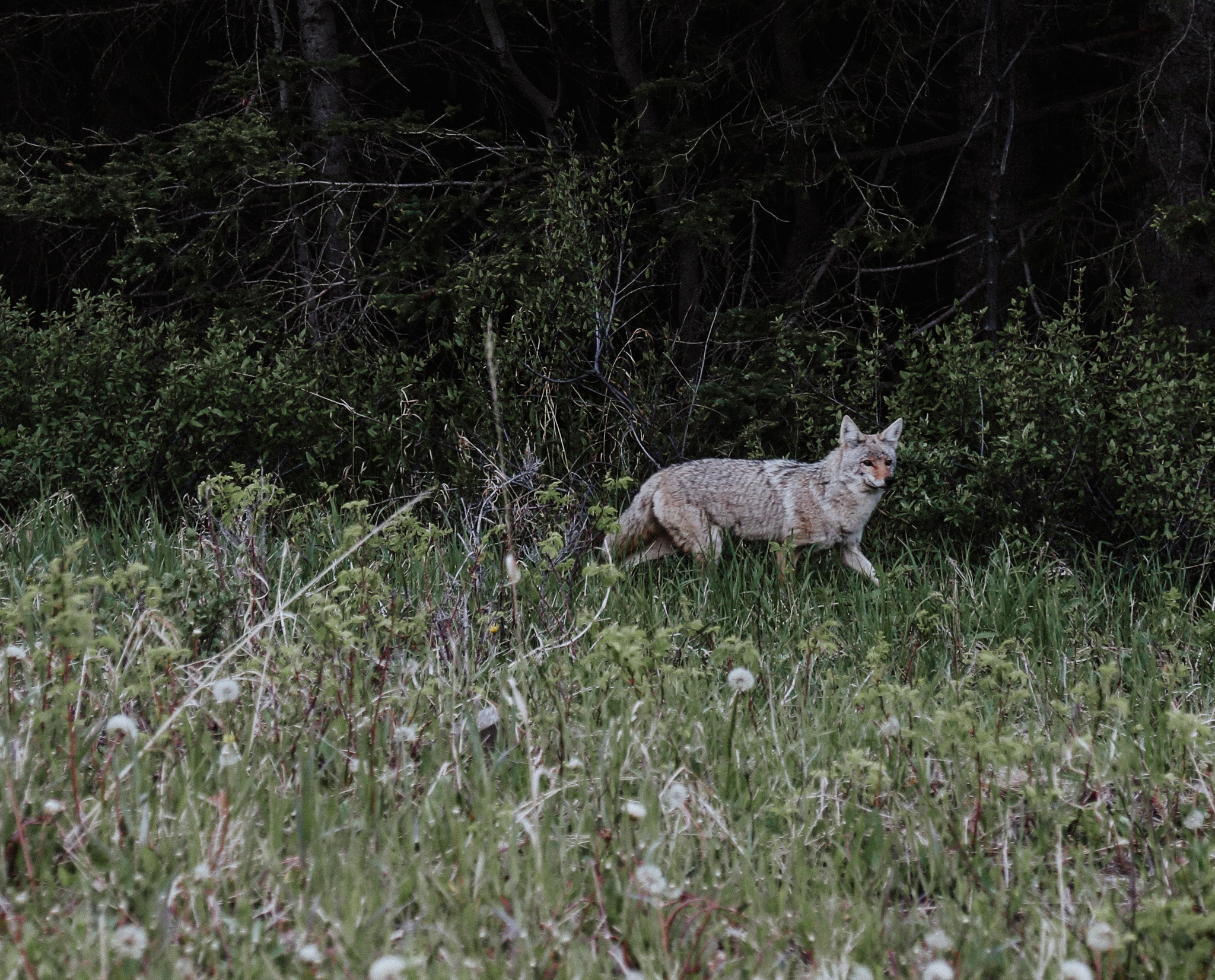 Coyote