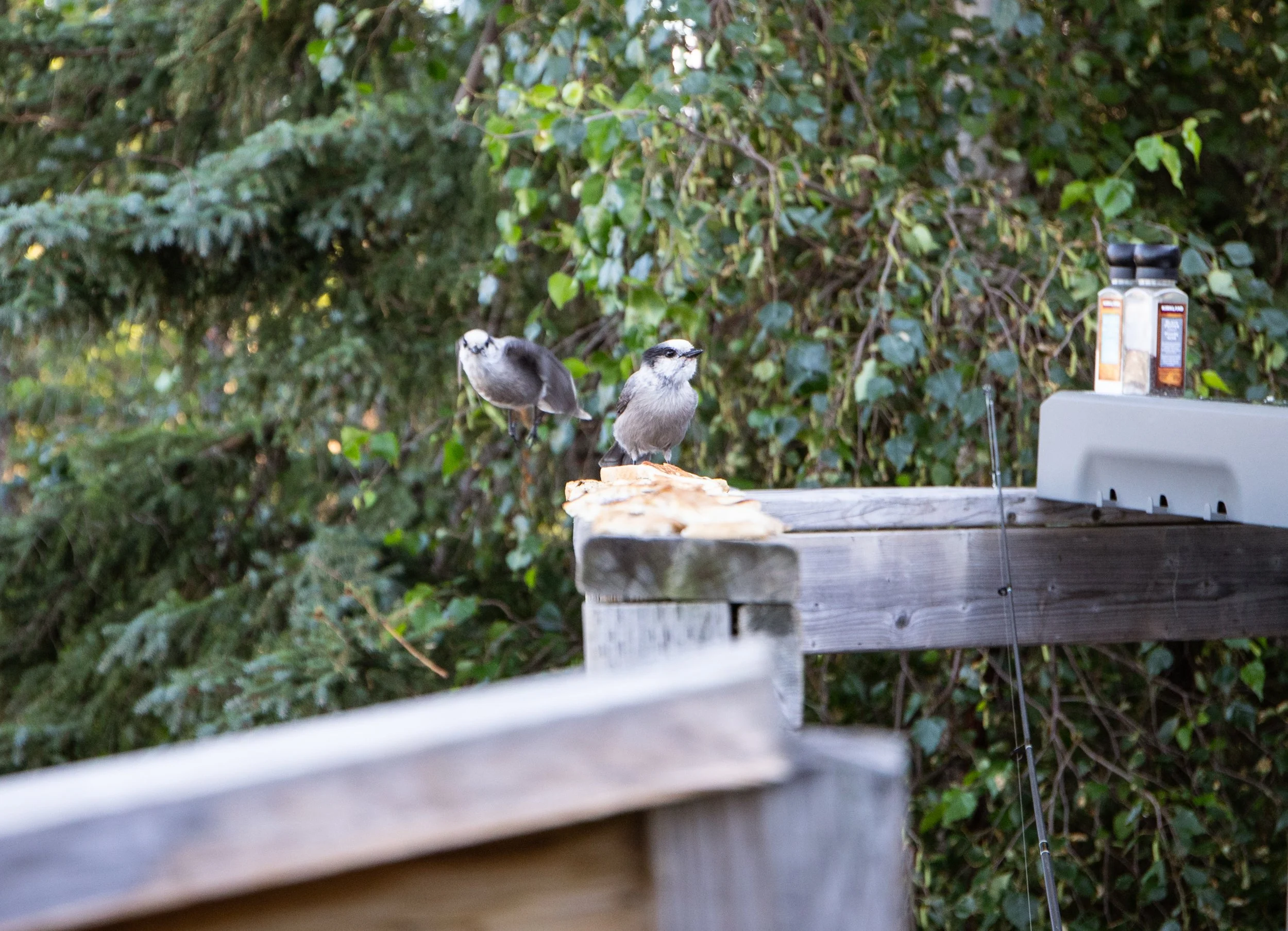Two Canada Jays eat some extra pancakes placed on the railing for easy access