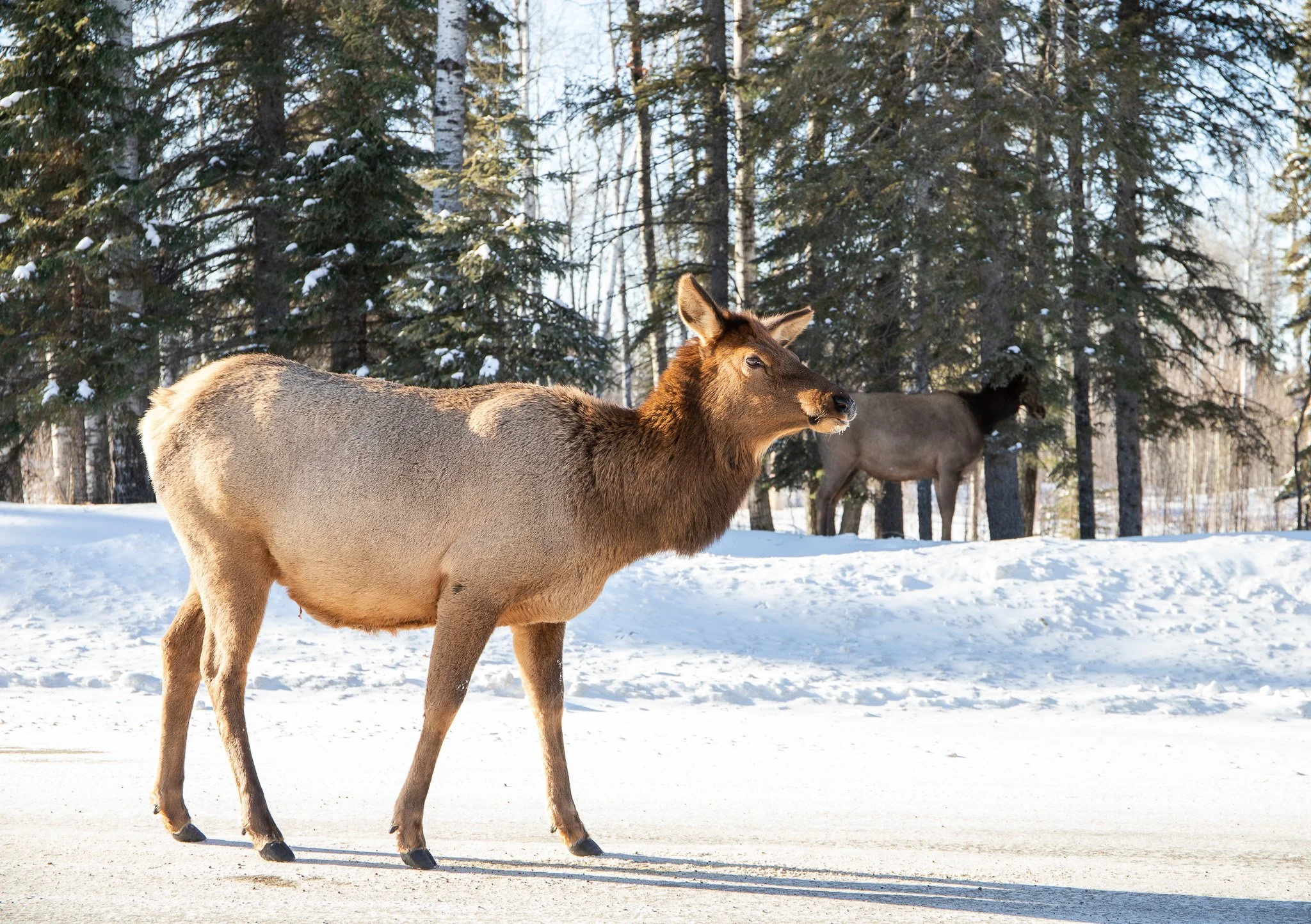 An Elk stands on the snow covered road a fellow elk eats vegetation in the background Waskesiu sk