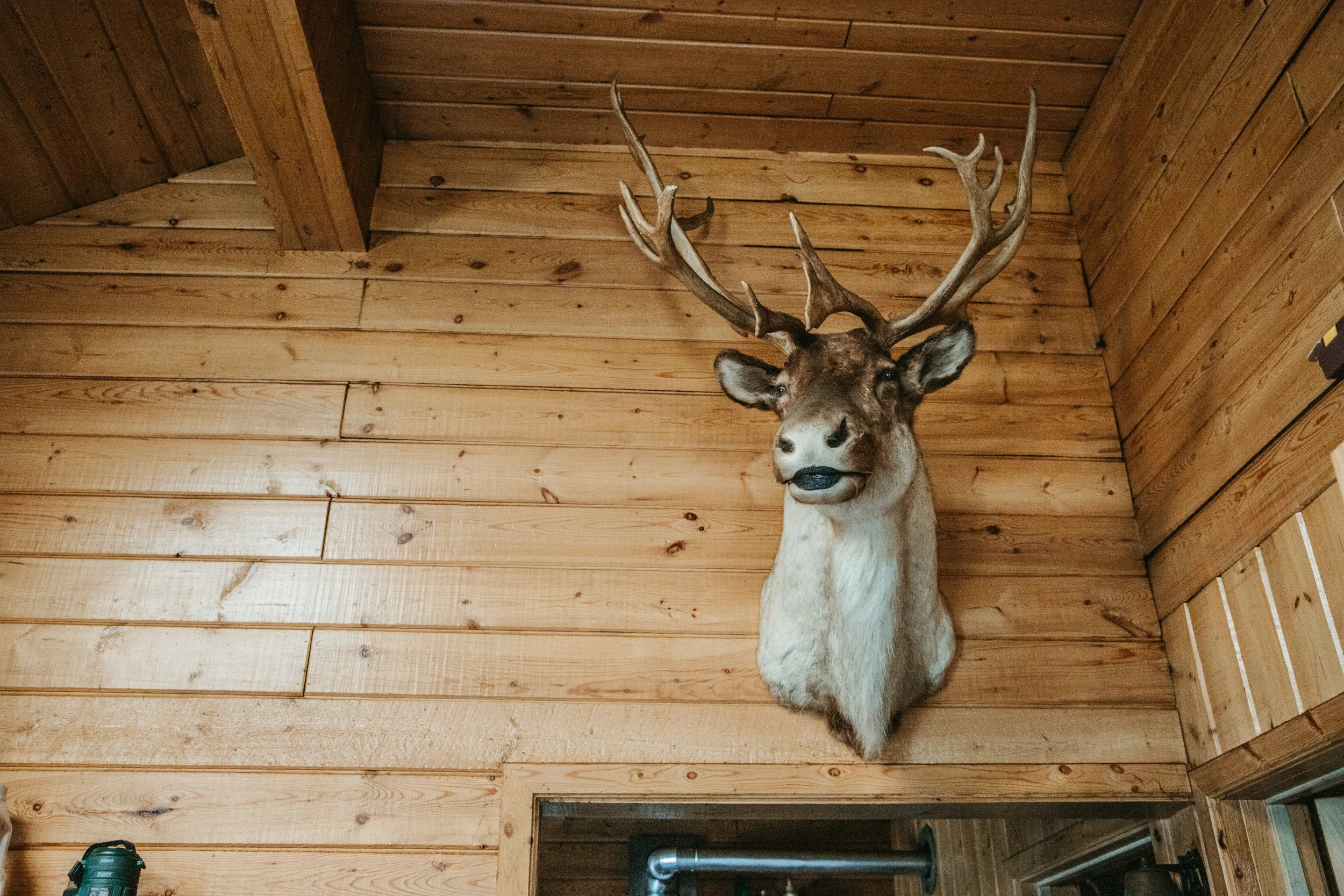 A goth Caribou with black painted lips hangs on the kitchen wall at Grayling lodge a fly in camp on Careen Lake in Northern Saskatchewan