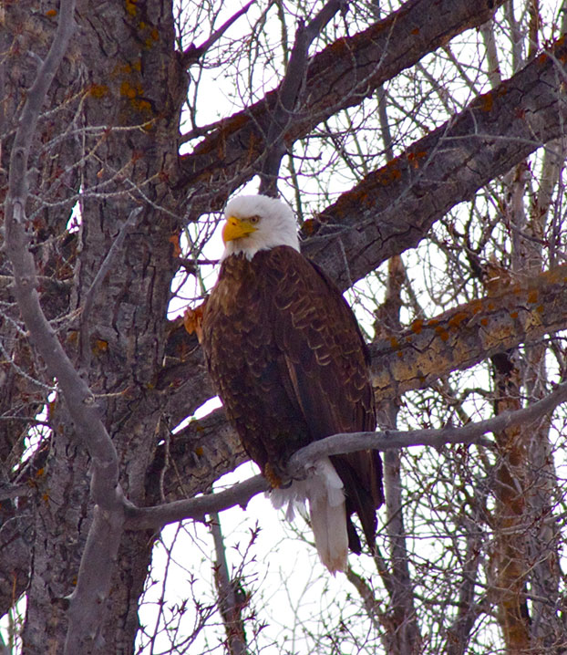 eagle.jpg
