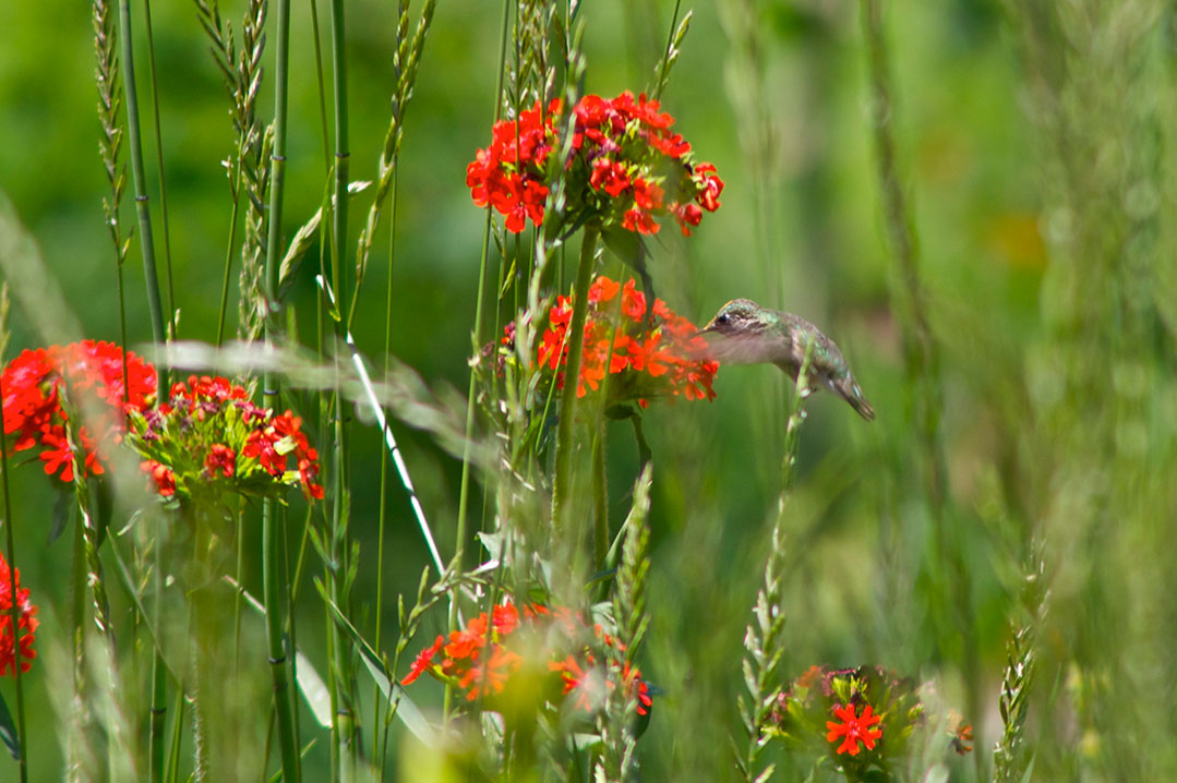 humming-bird.jpg