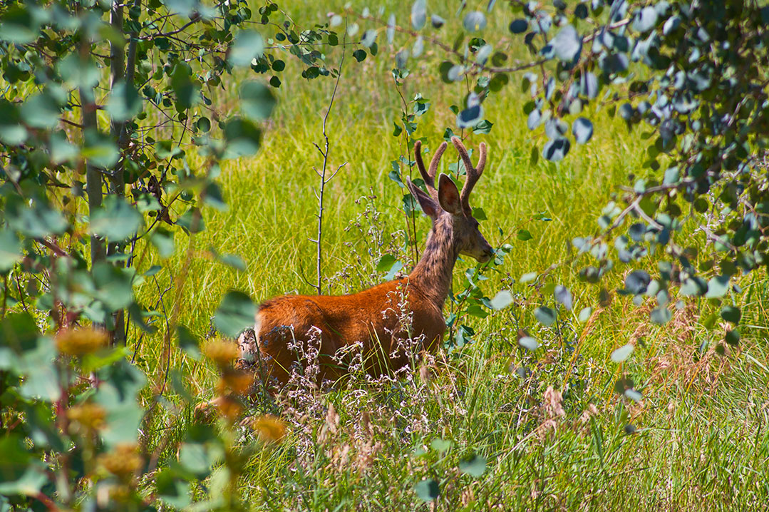 deer.jpg