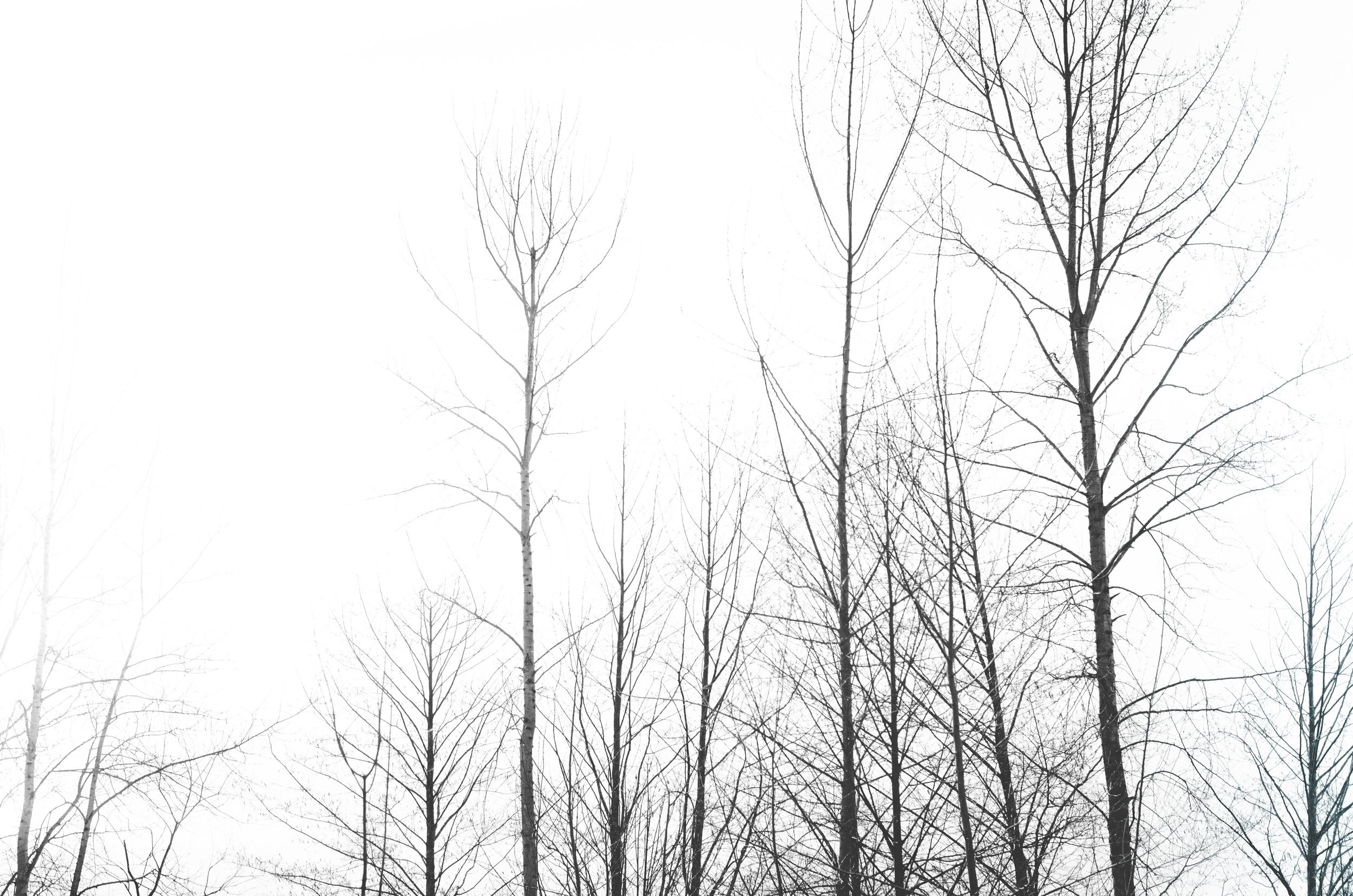 File0056.jpg