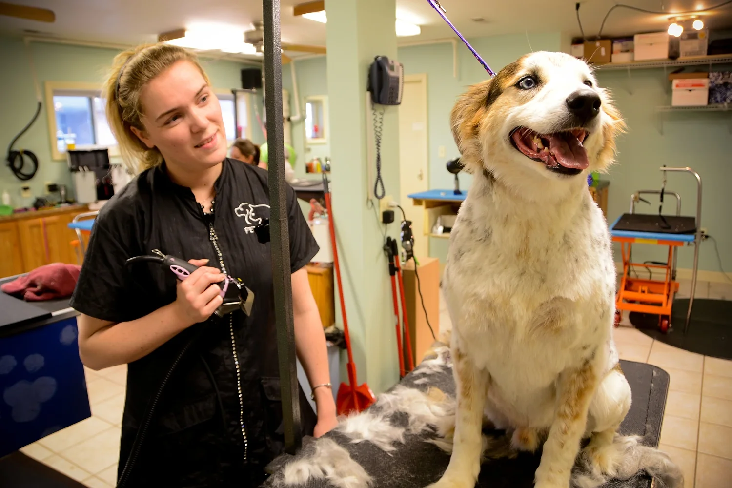 Pet Grooming Spa — The Pet Fair