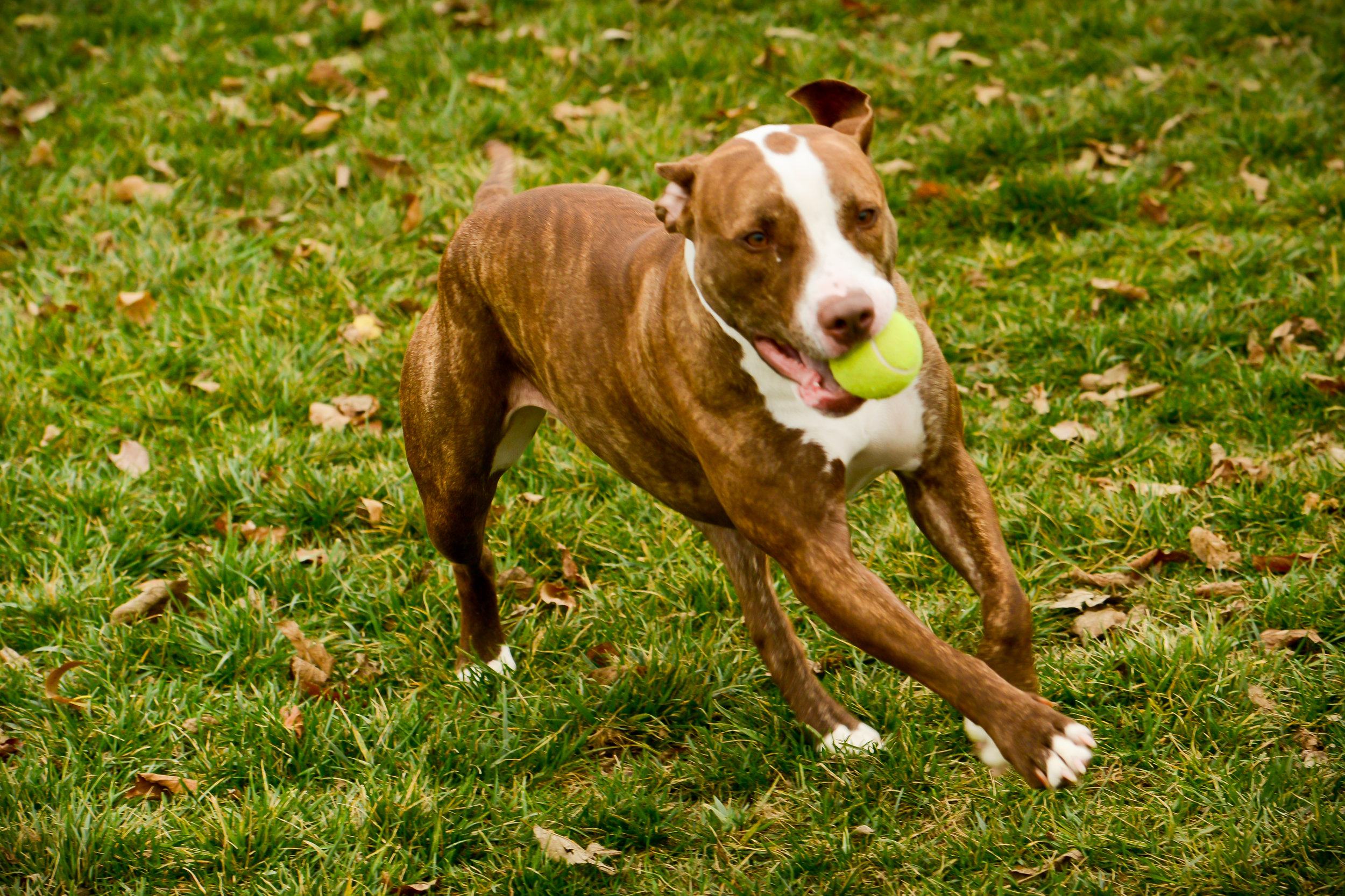 outdoor dog with ball.jpg