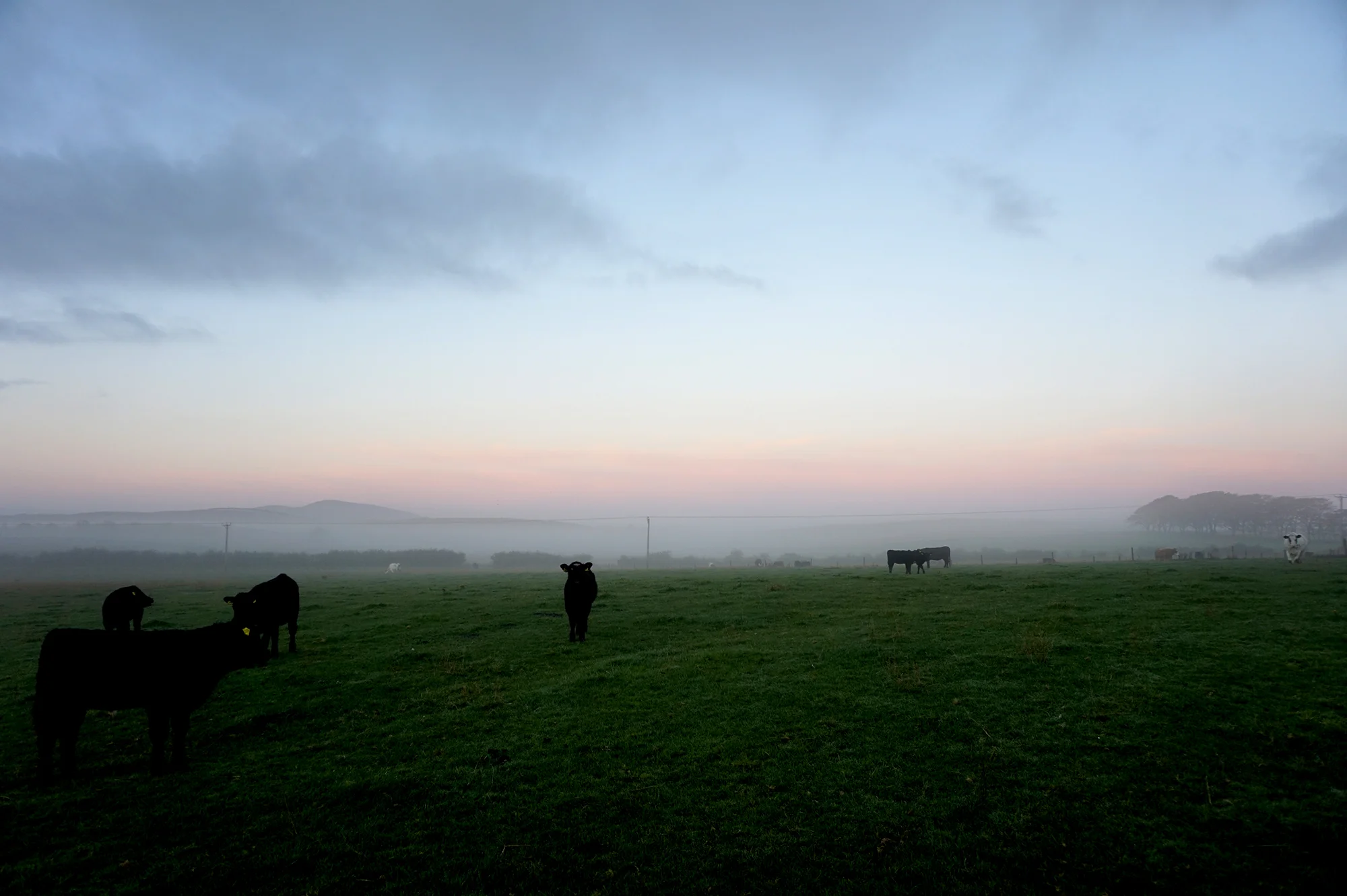 Cattle at Dawn