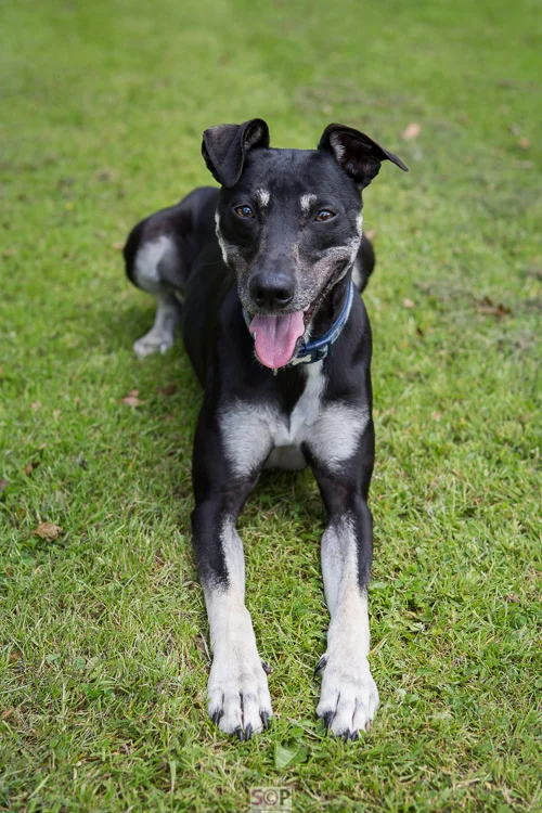 Lovely lurcher laying down on grass black and tan