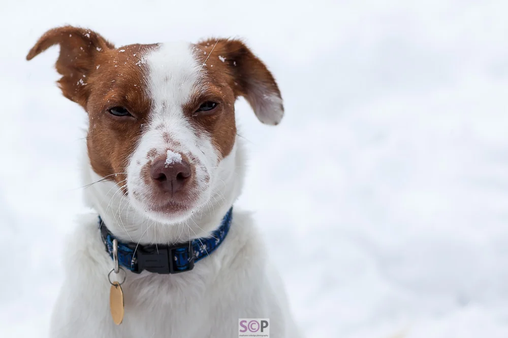 Jack russell with snowflake on nose Stephanie Colledge Photography_.jpg
