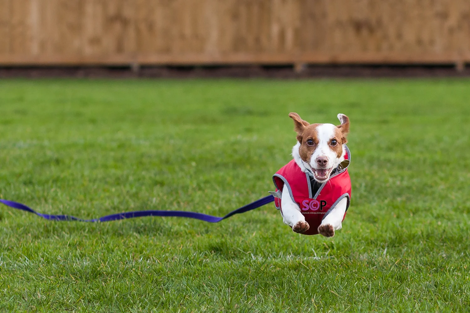 Jack Russell Terrier running head on all paws off the grass wearing a doggie smile and a red coat ears back