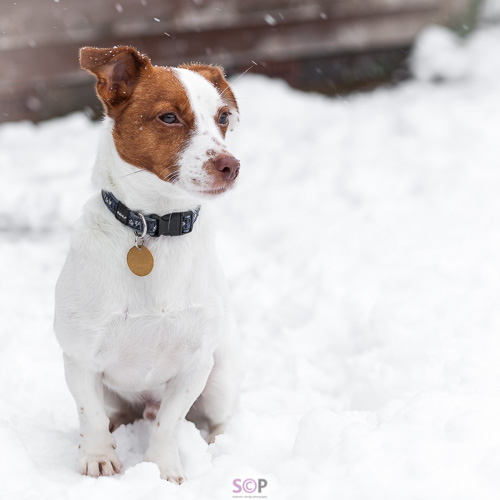 jack russell sitting in snow