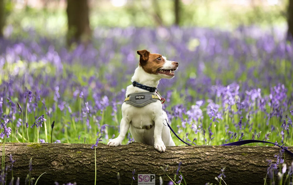 white and tan jack russell on a log in bluebells.jpg