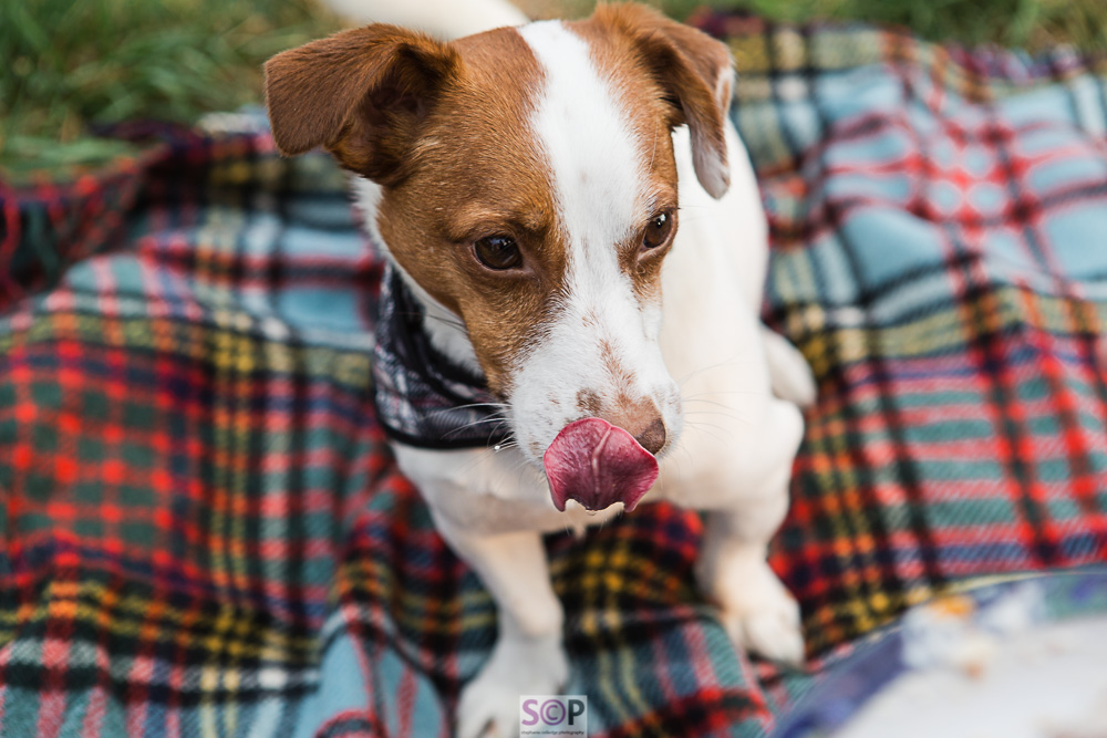 jack russell dog with tongue out