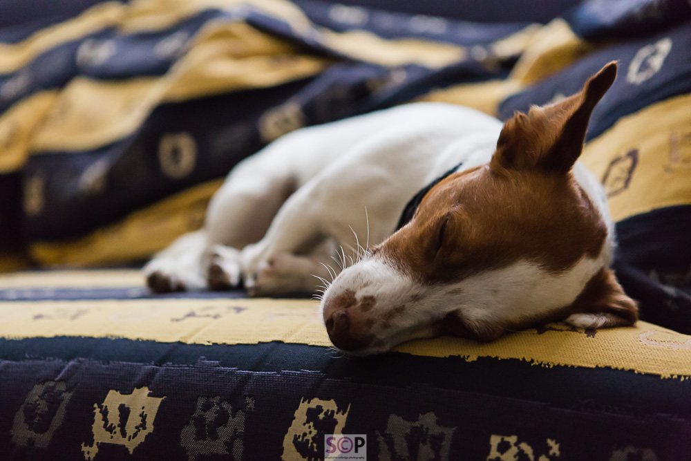 jack russell dog asleep