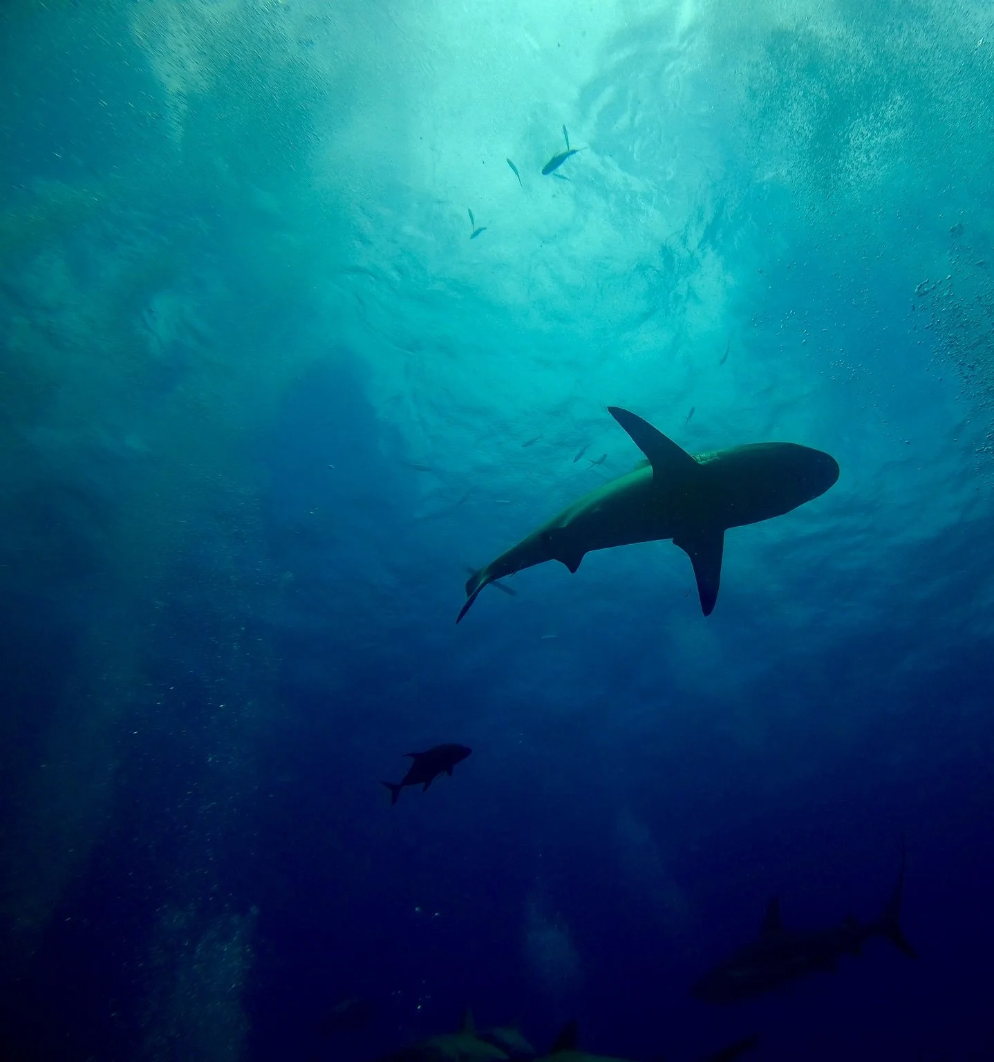 Reef Shark