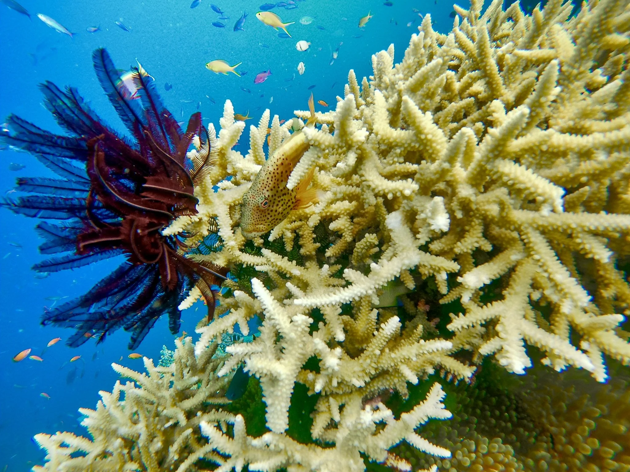 Red feather starfish and grouper in stag coral