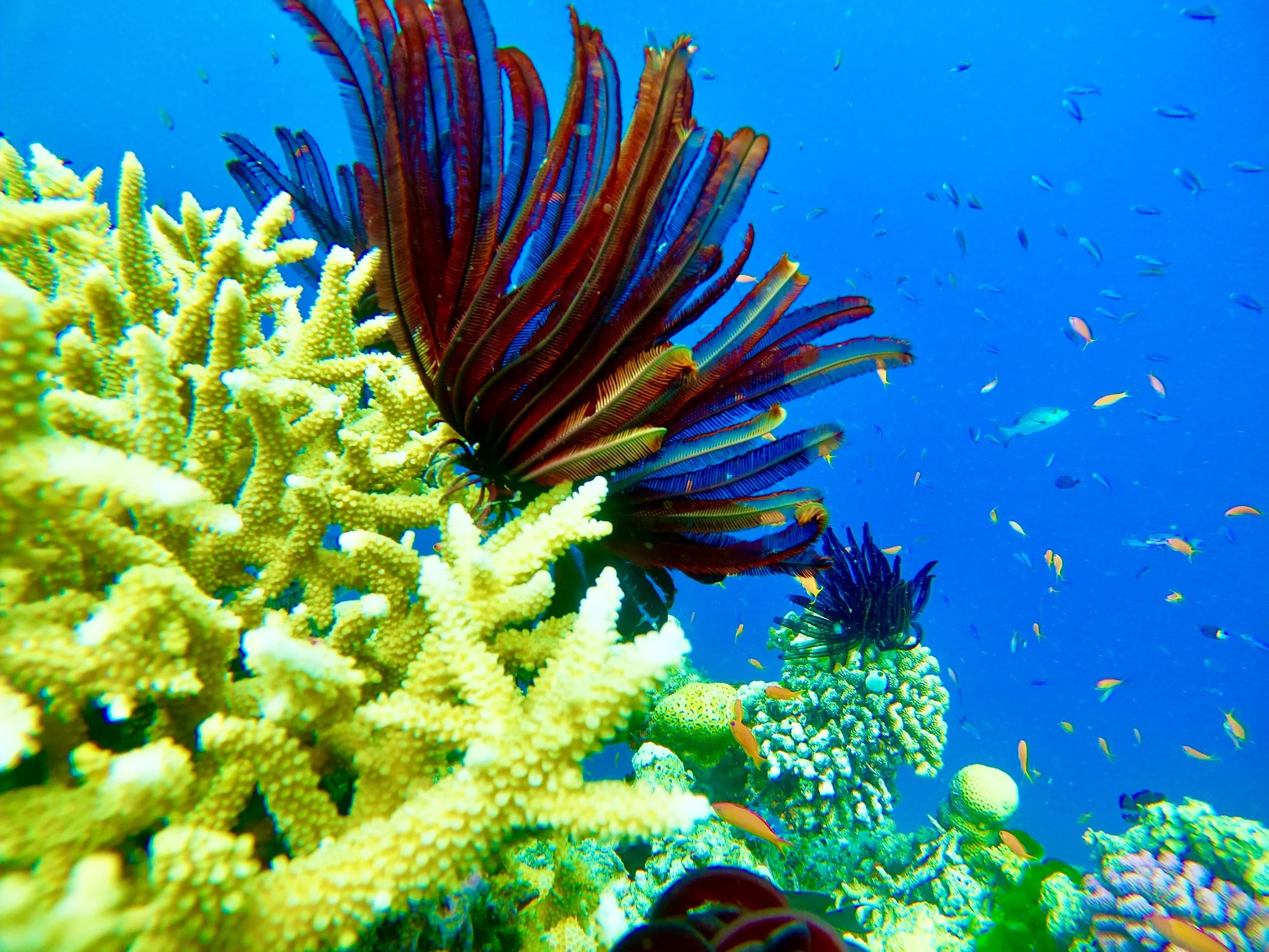 Red feather starfish