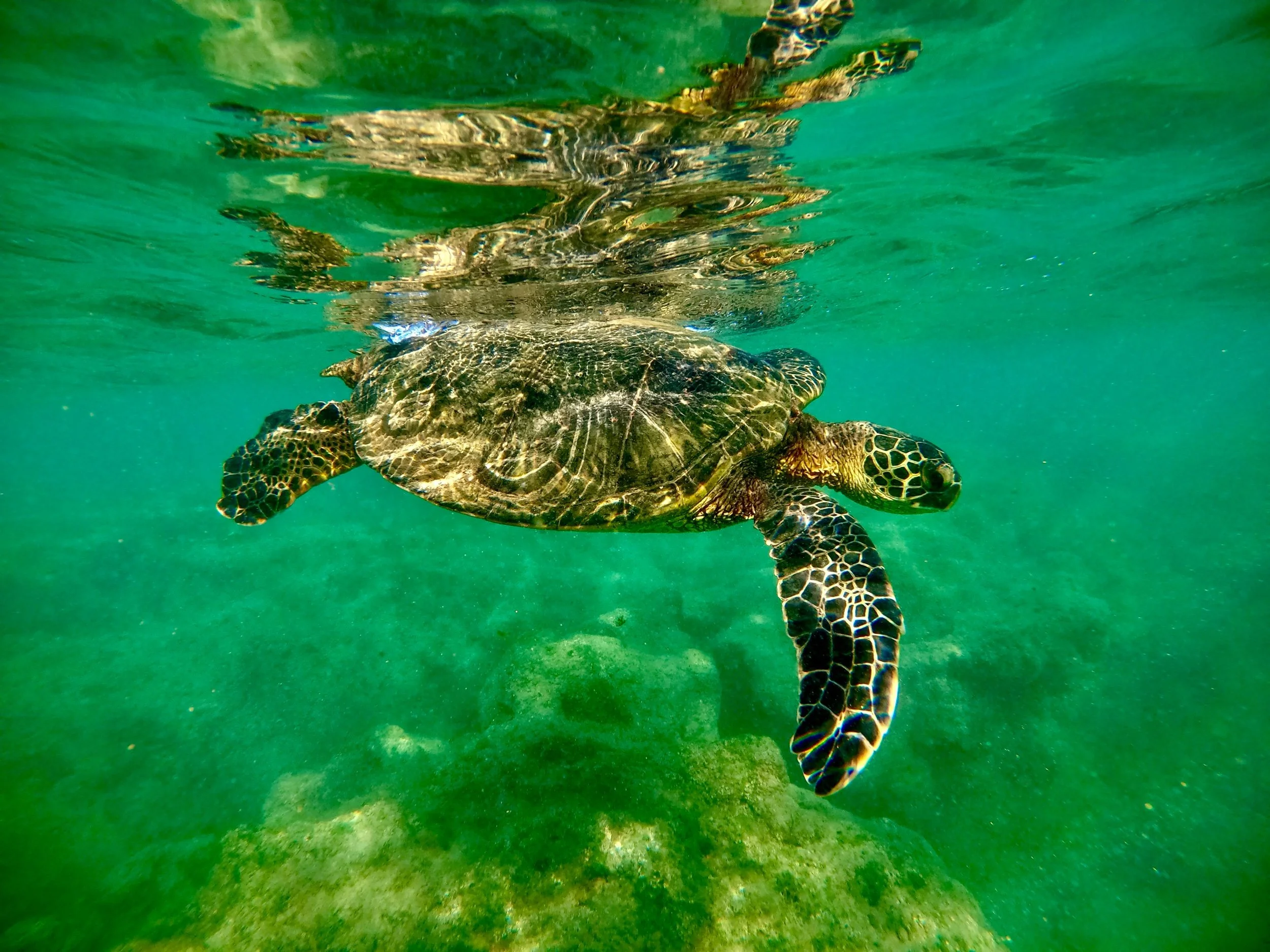Turtle