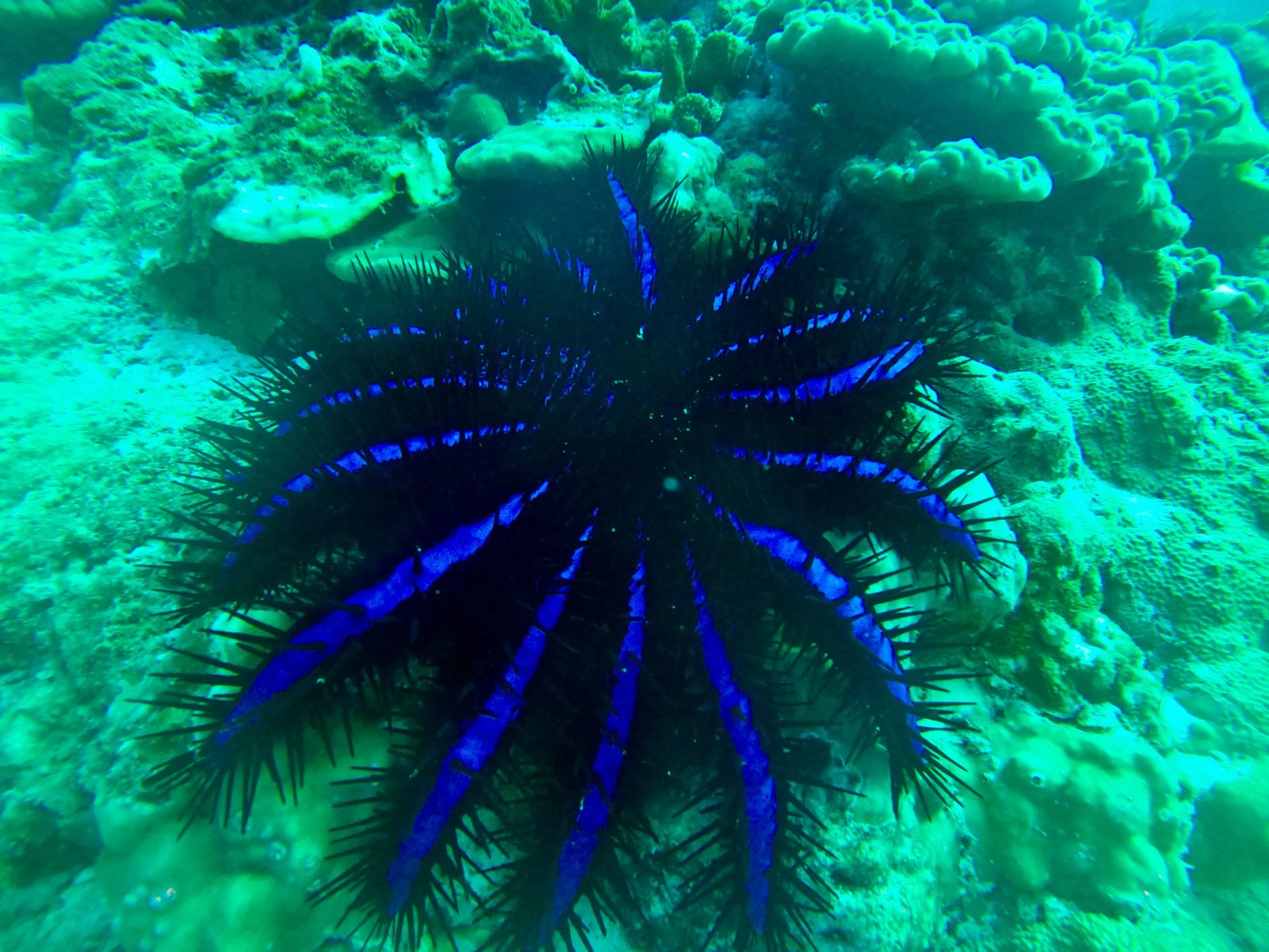 Blue starfish