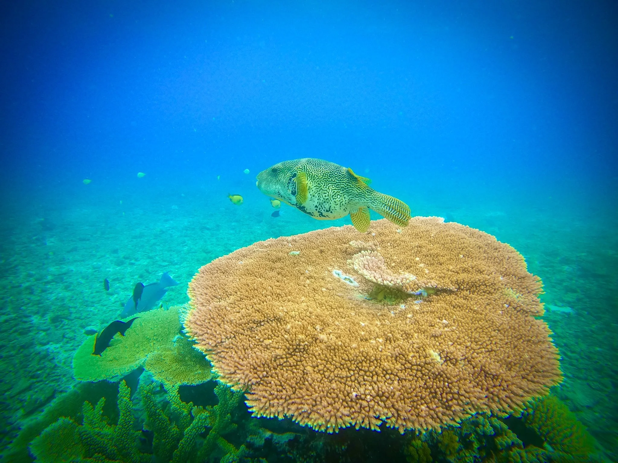 Lone puffer