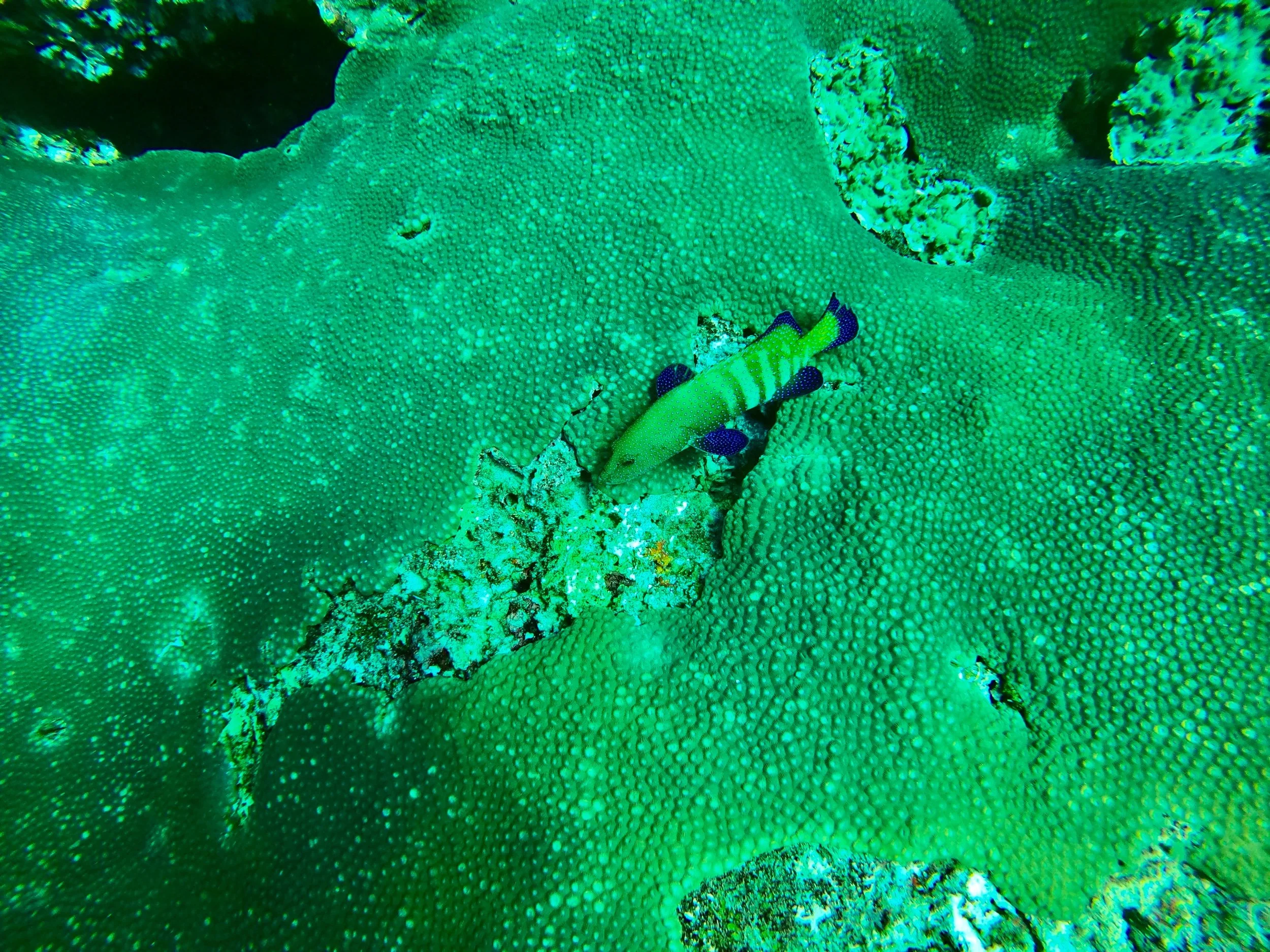 Blue finned grouper