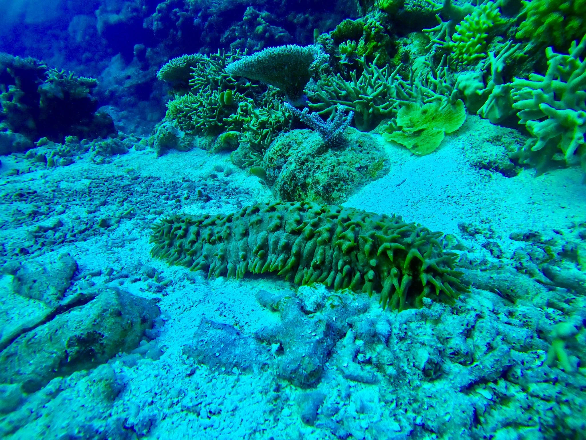 Giant sea slug