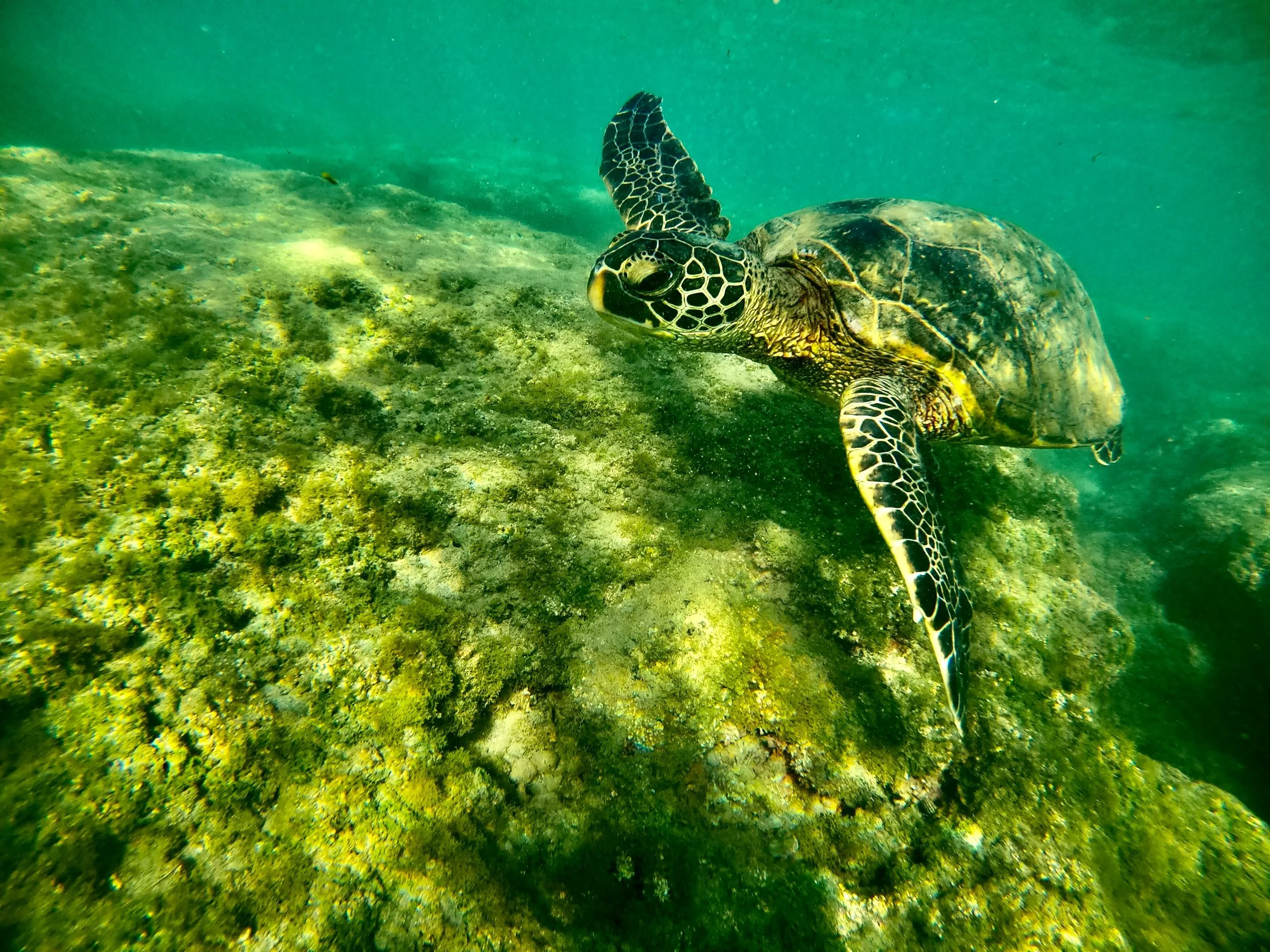 Turtle
