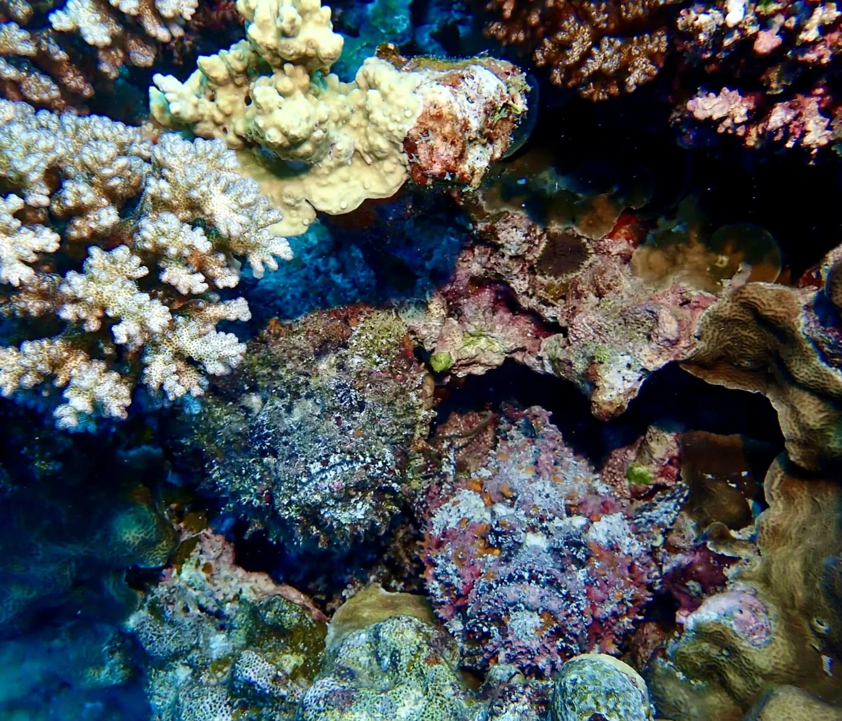 Grumpy Stone fish pair