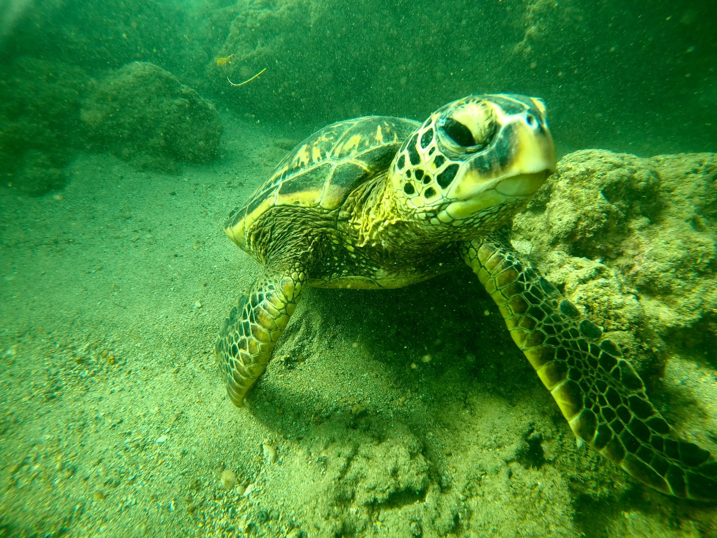 Turtle pose