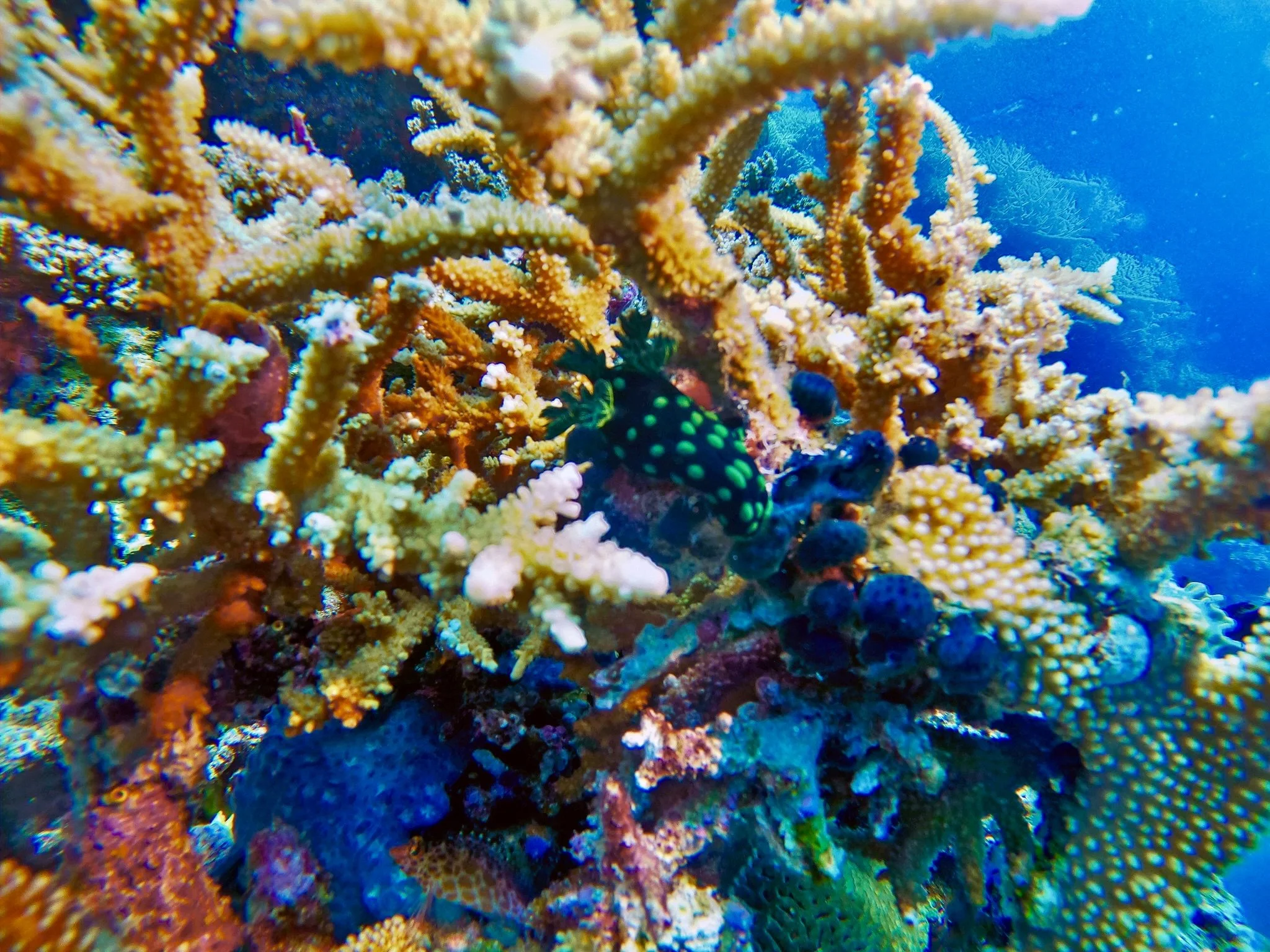 Nudibranch