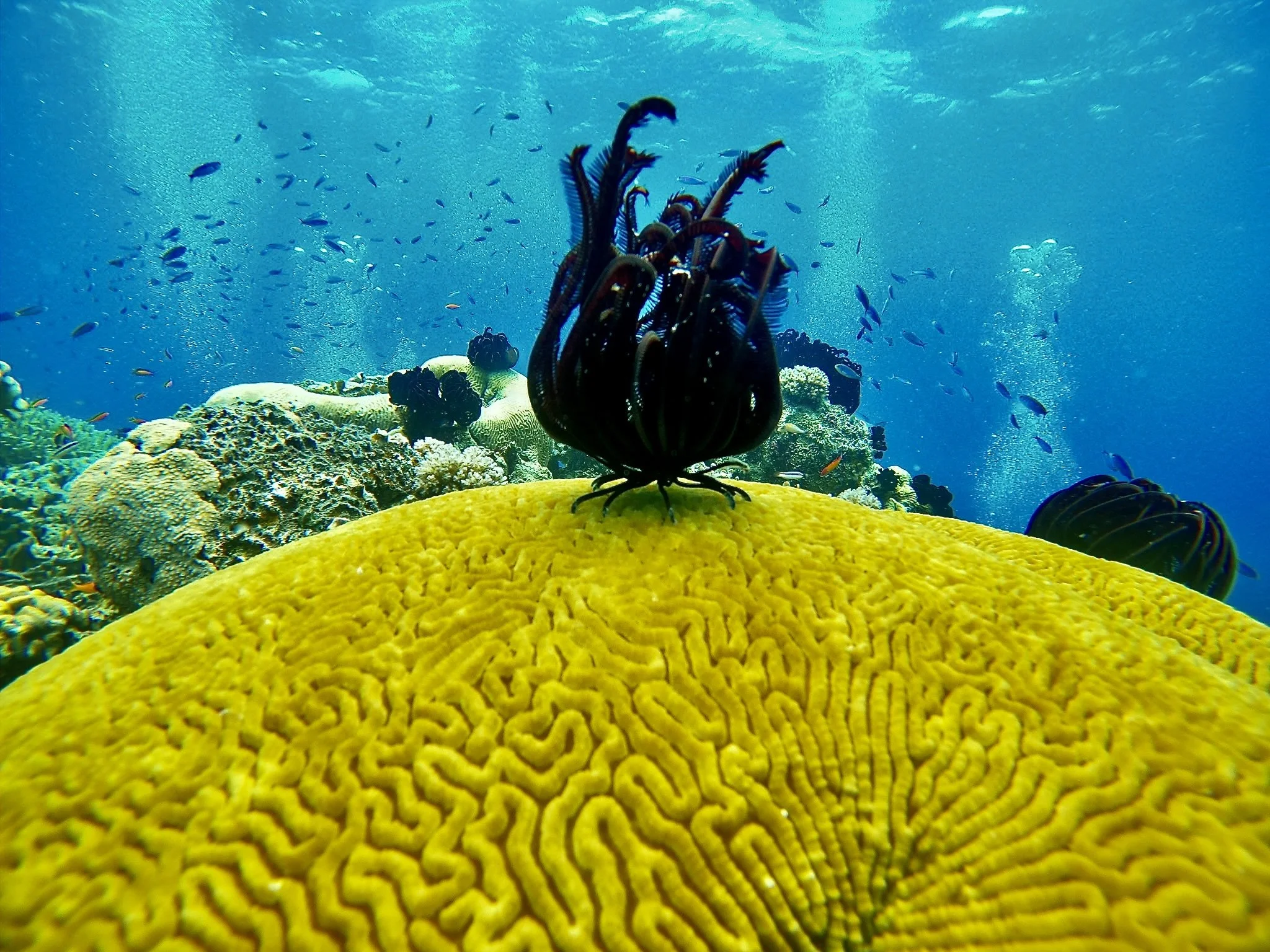 Feather star on brain coral