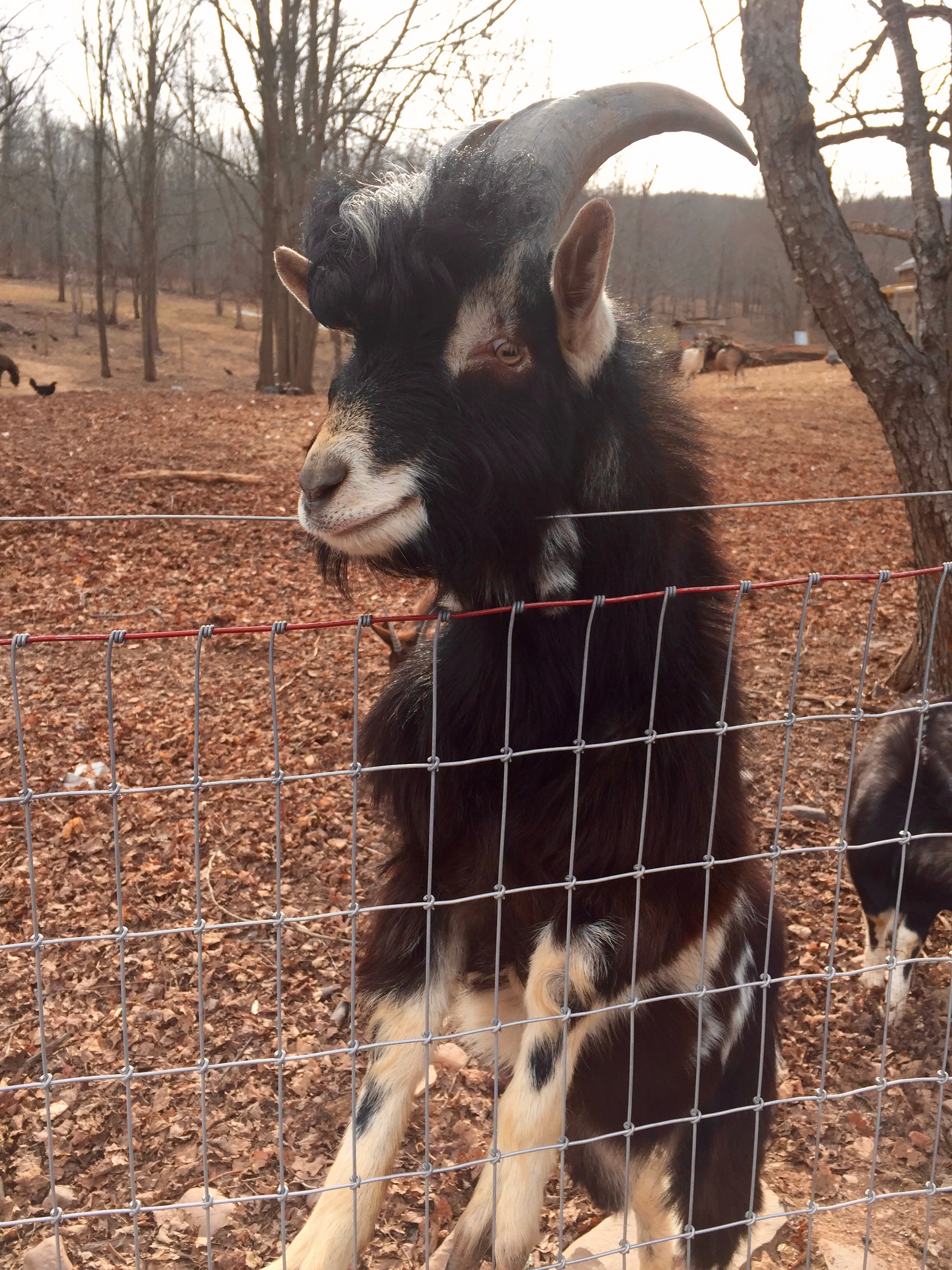 Goat-Lover's Paradise