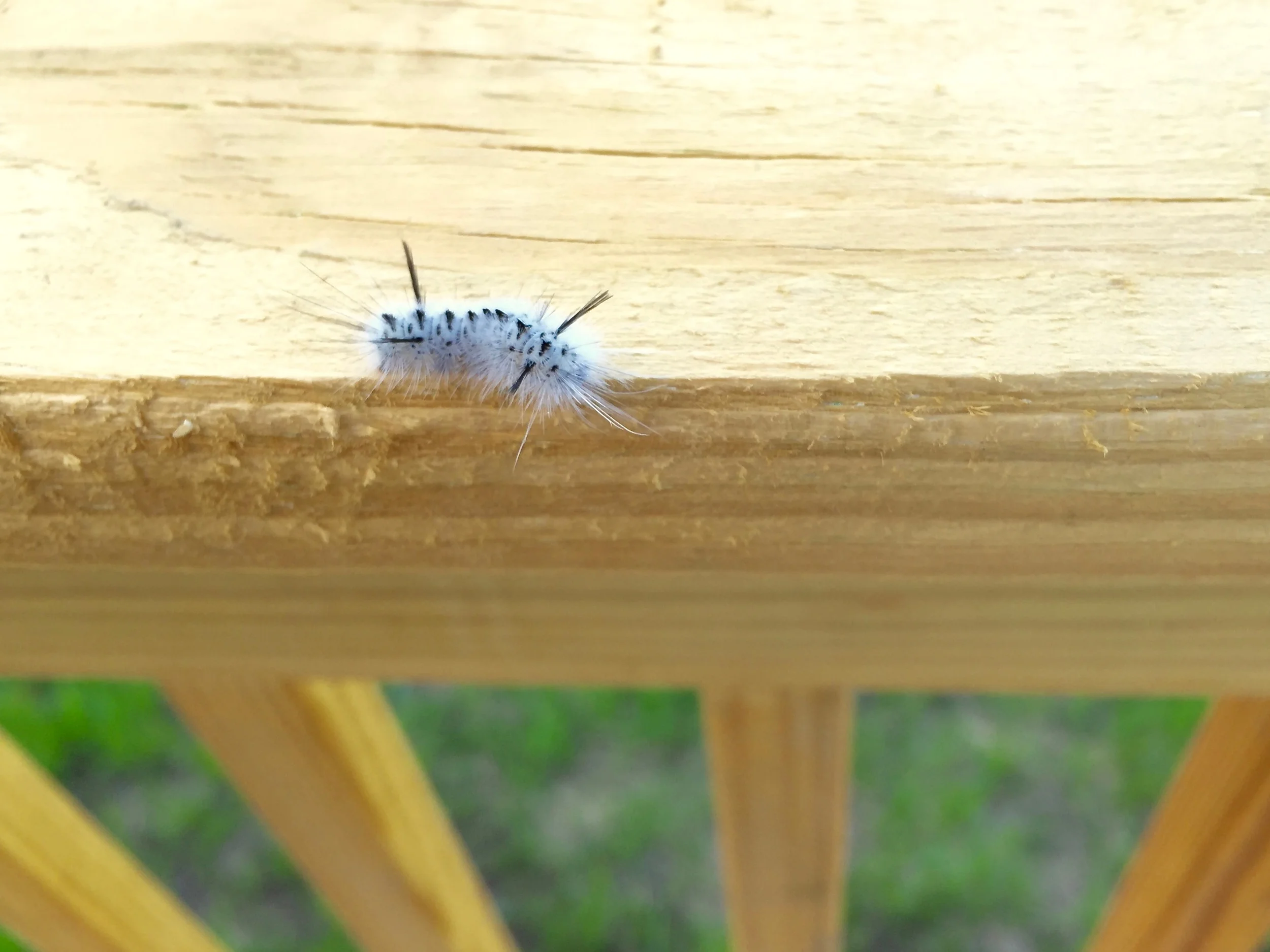 White, Furry and Poisonous: The Hickory Tussock Moth Caterpillar