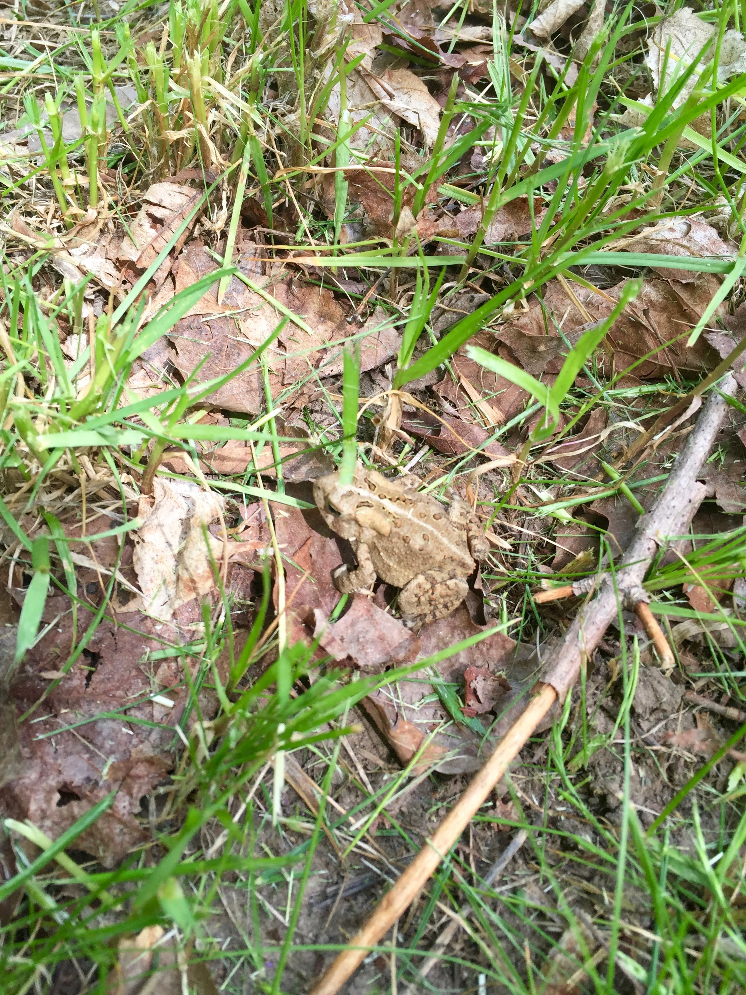 camouflaged frog