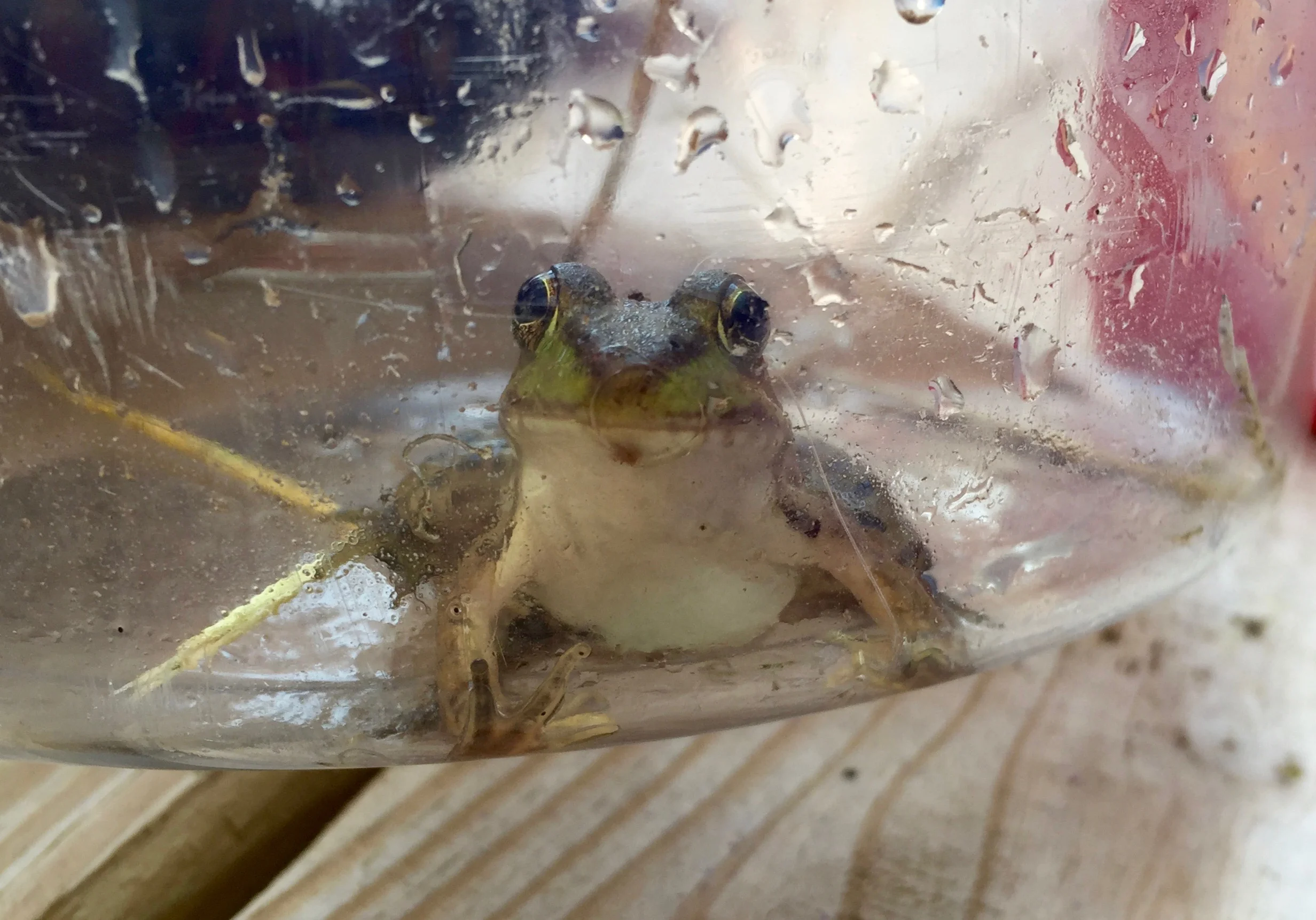 Happy frog!