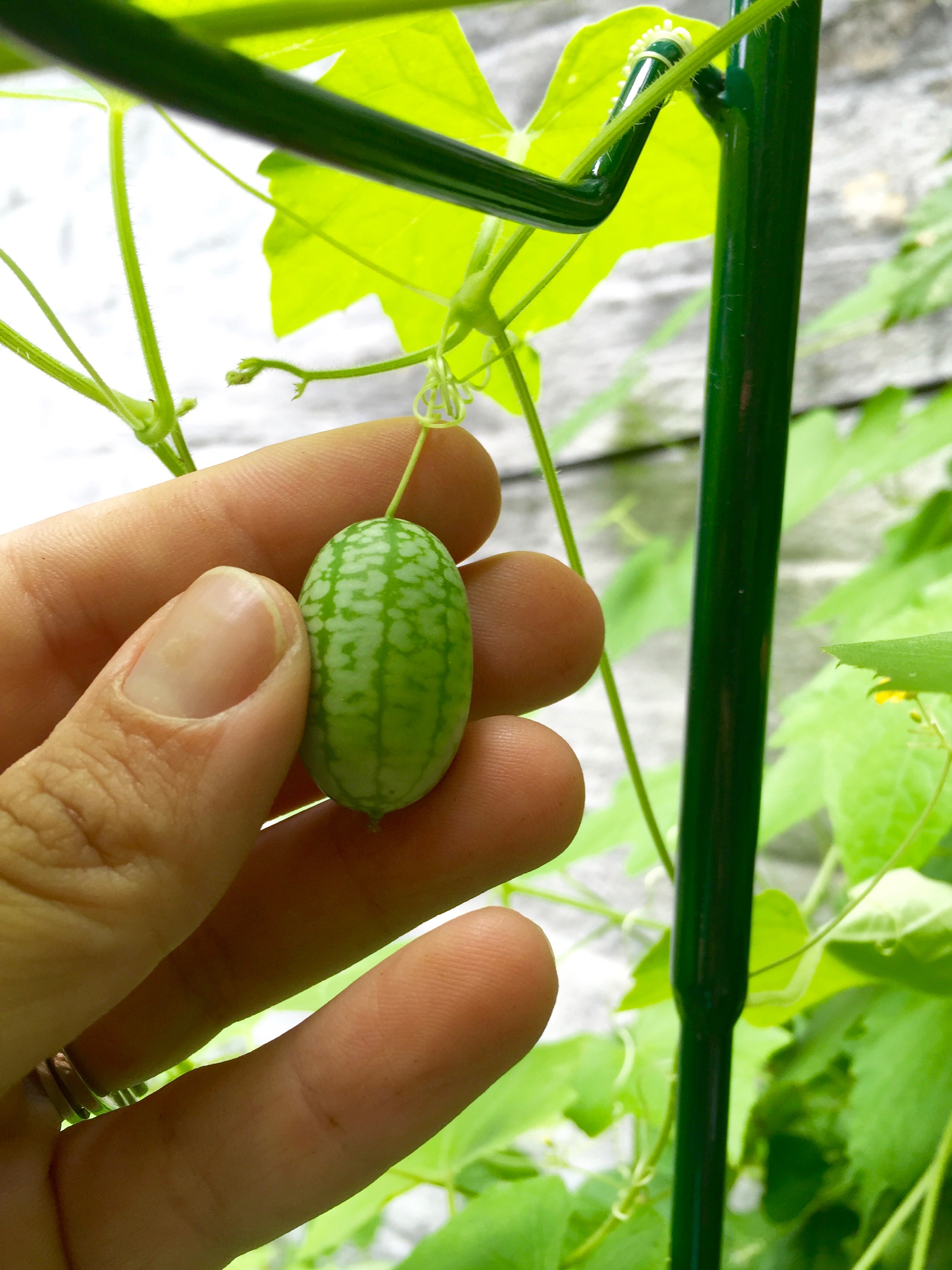 Cucamelons: Discovering the World's Cutest Veggie — Brooklyn DoubleWide