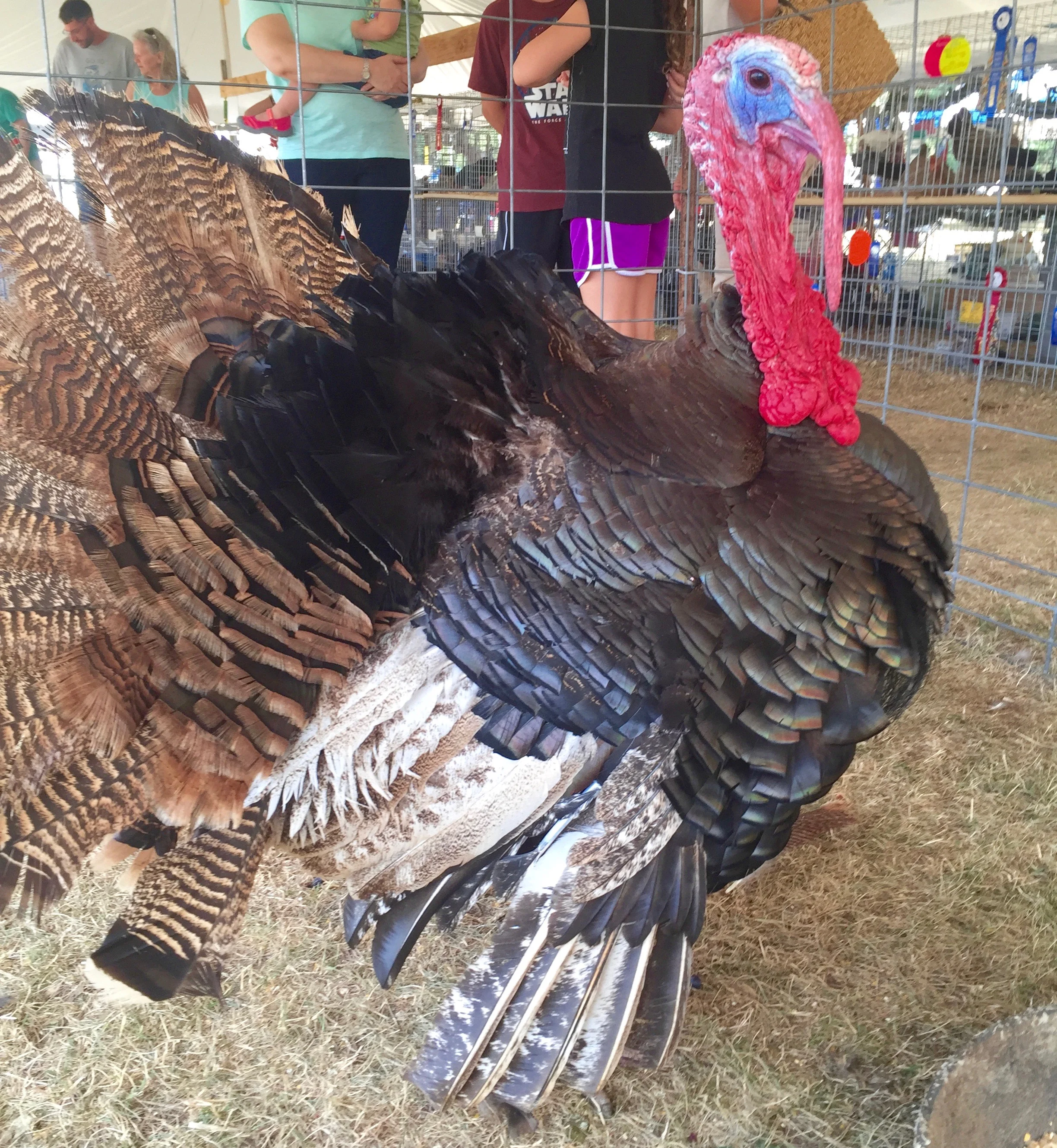 Turkey at Greene County Youth Fair