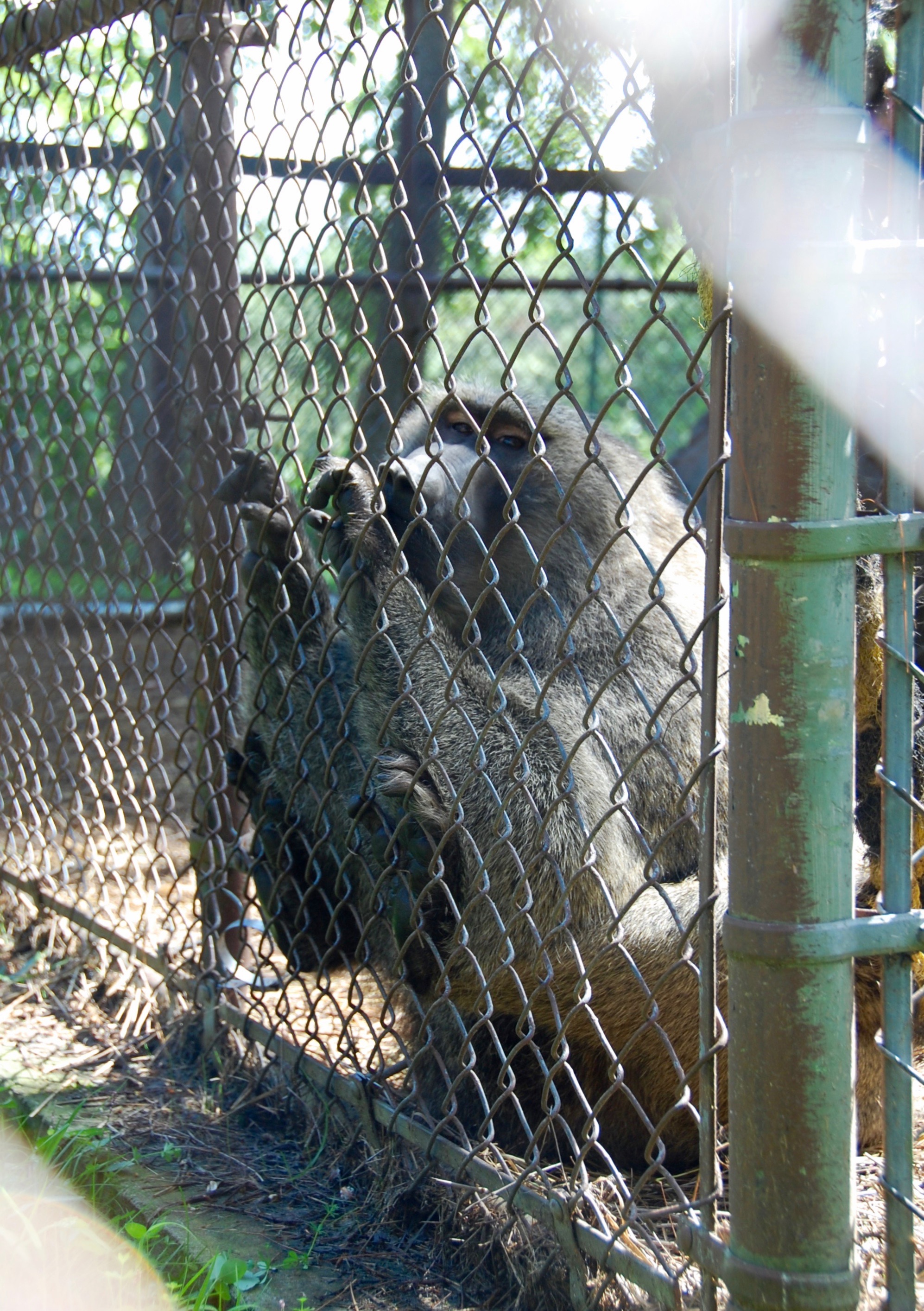 bailiwick ranch zoo babboon